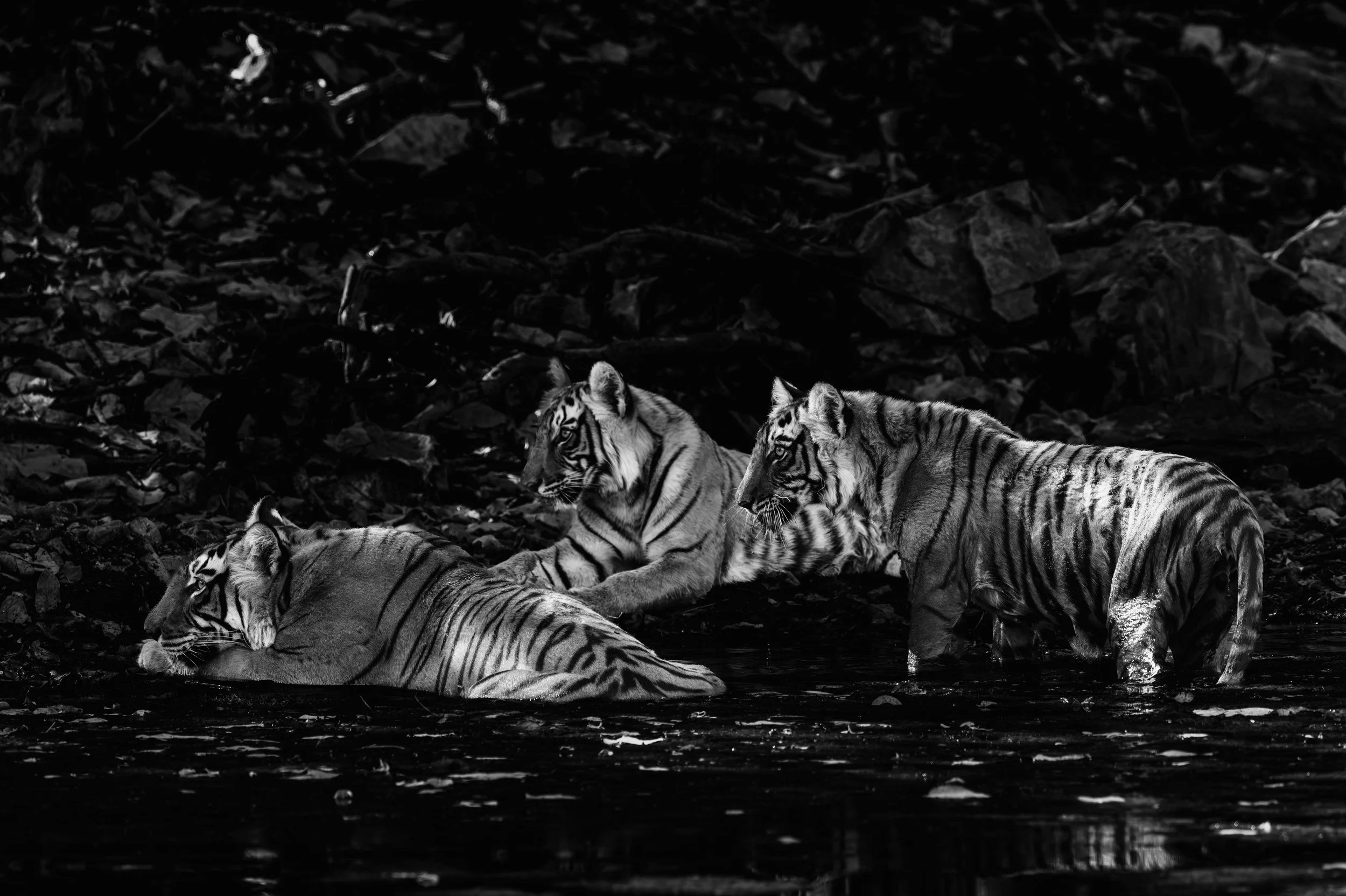 06_durga_and_cubs_waterhole.jpg