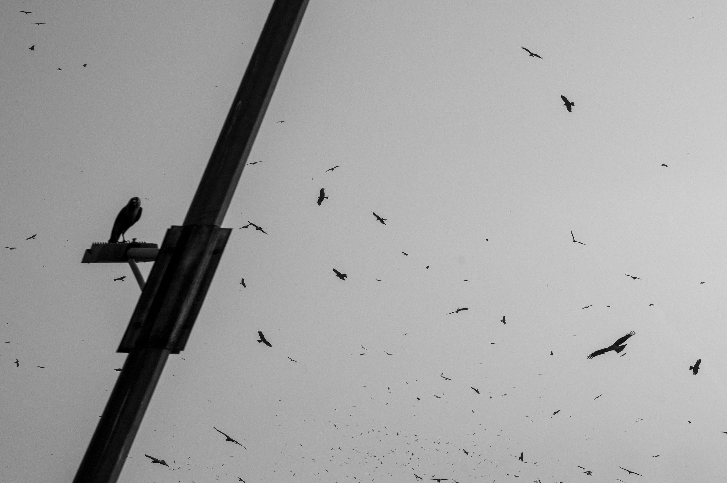 12_birds_and_the_pole.jpg
