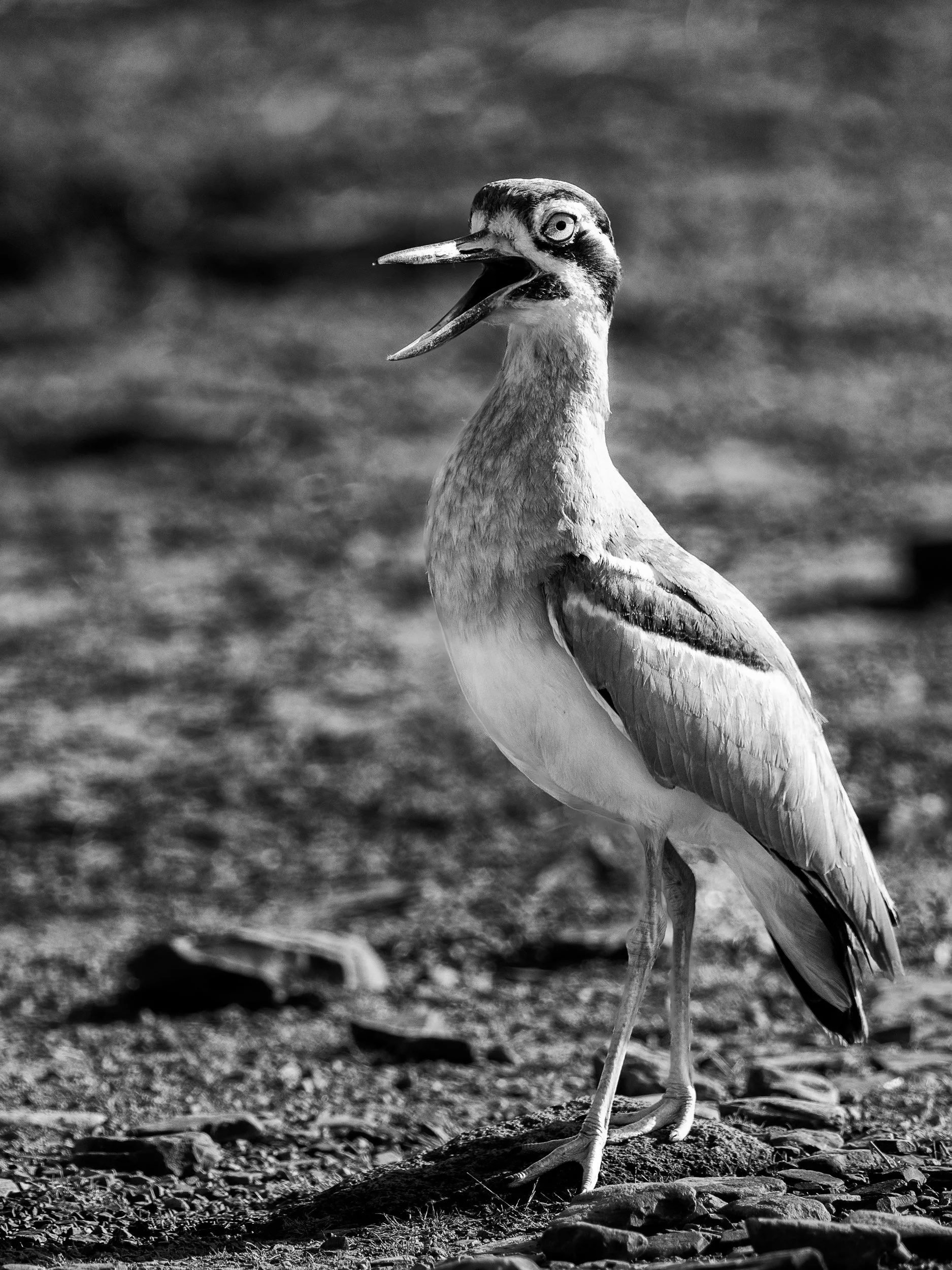 09_thick_knee_calling.jpg