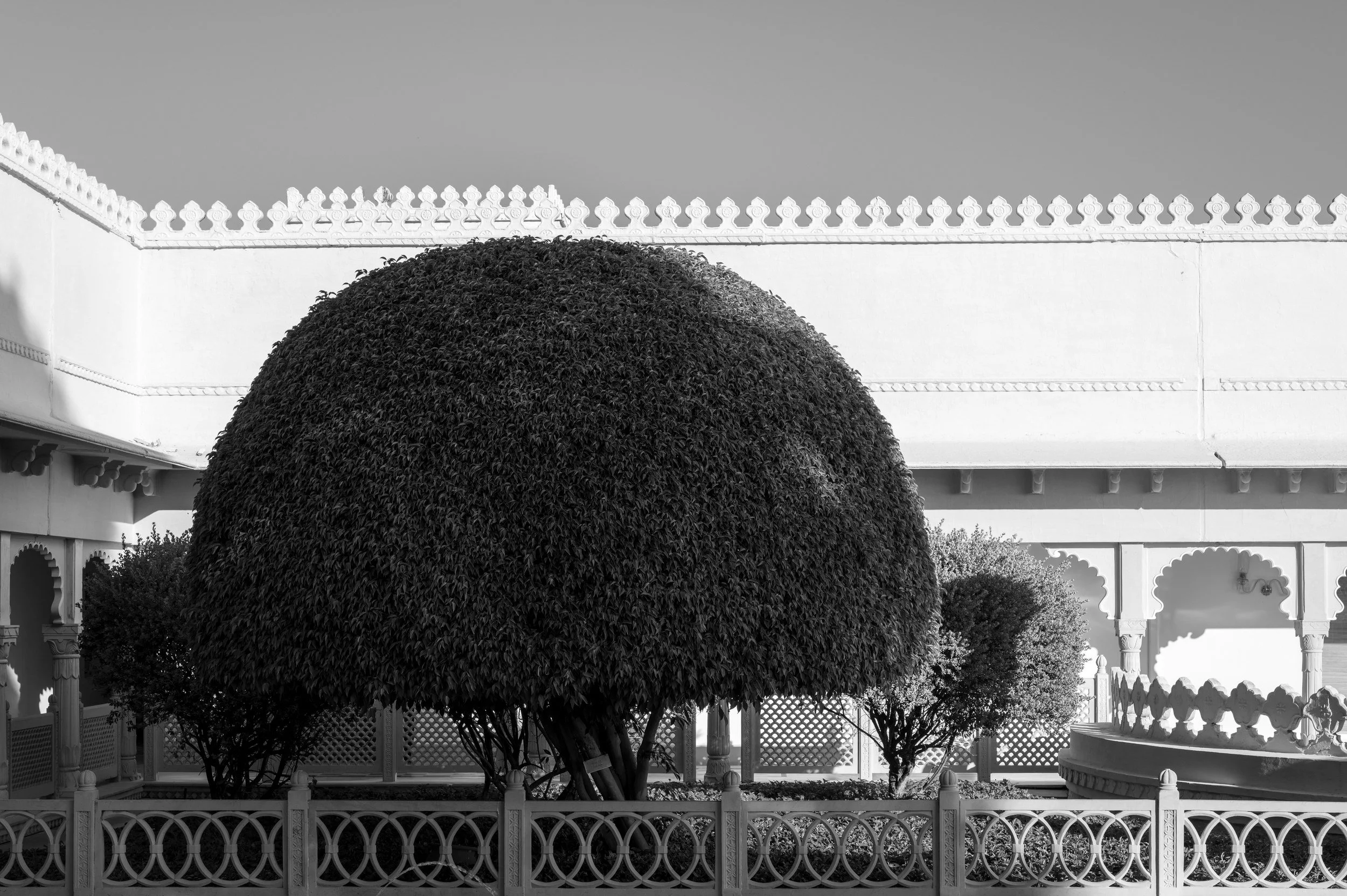 The clipped tree · 16 December, 8:21 am