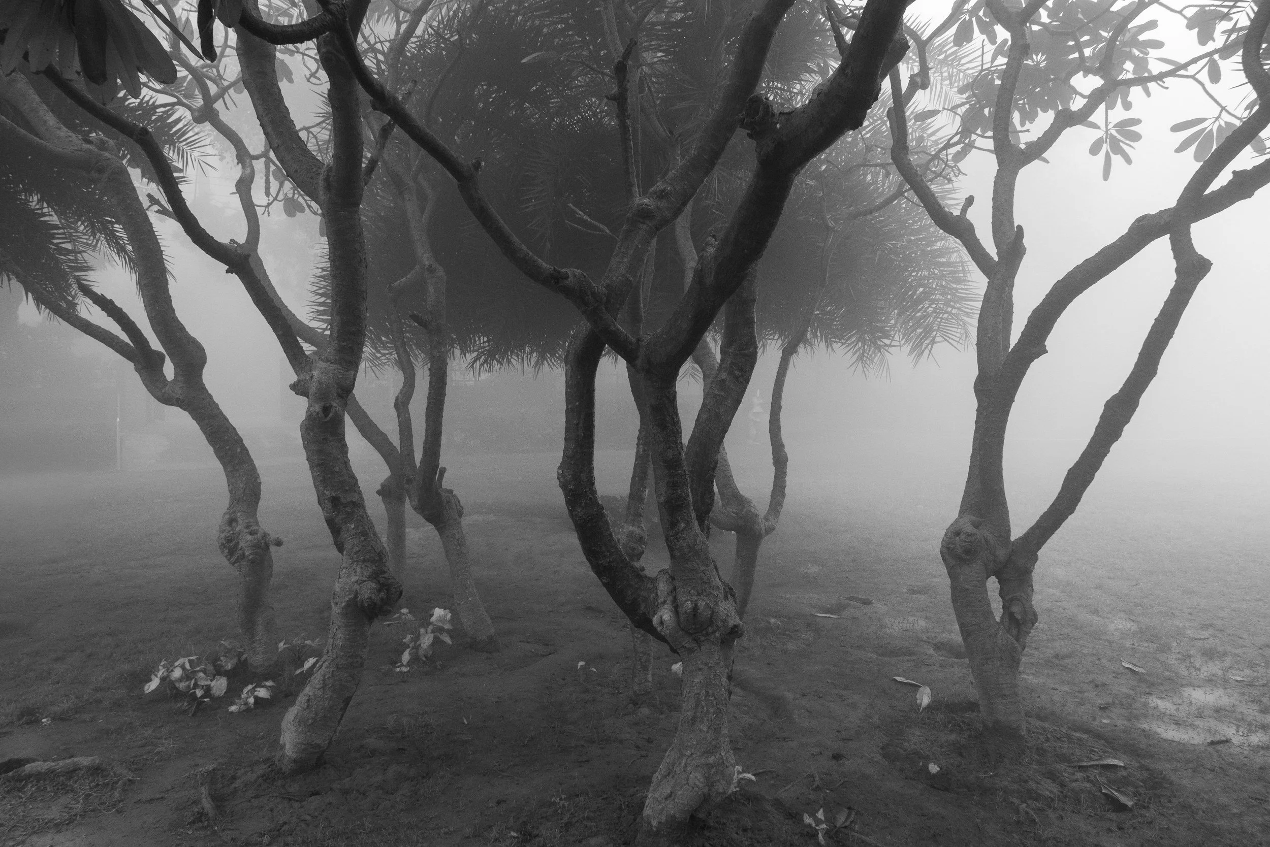 01_trees_in_mist.jpg