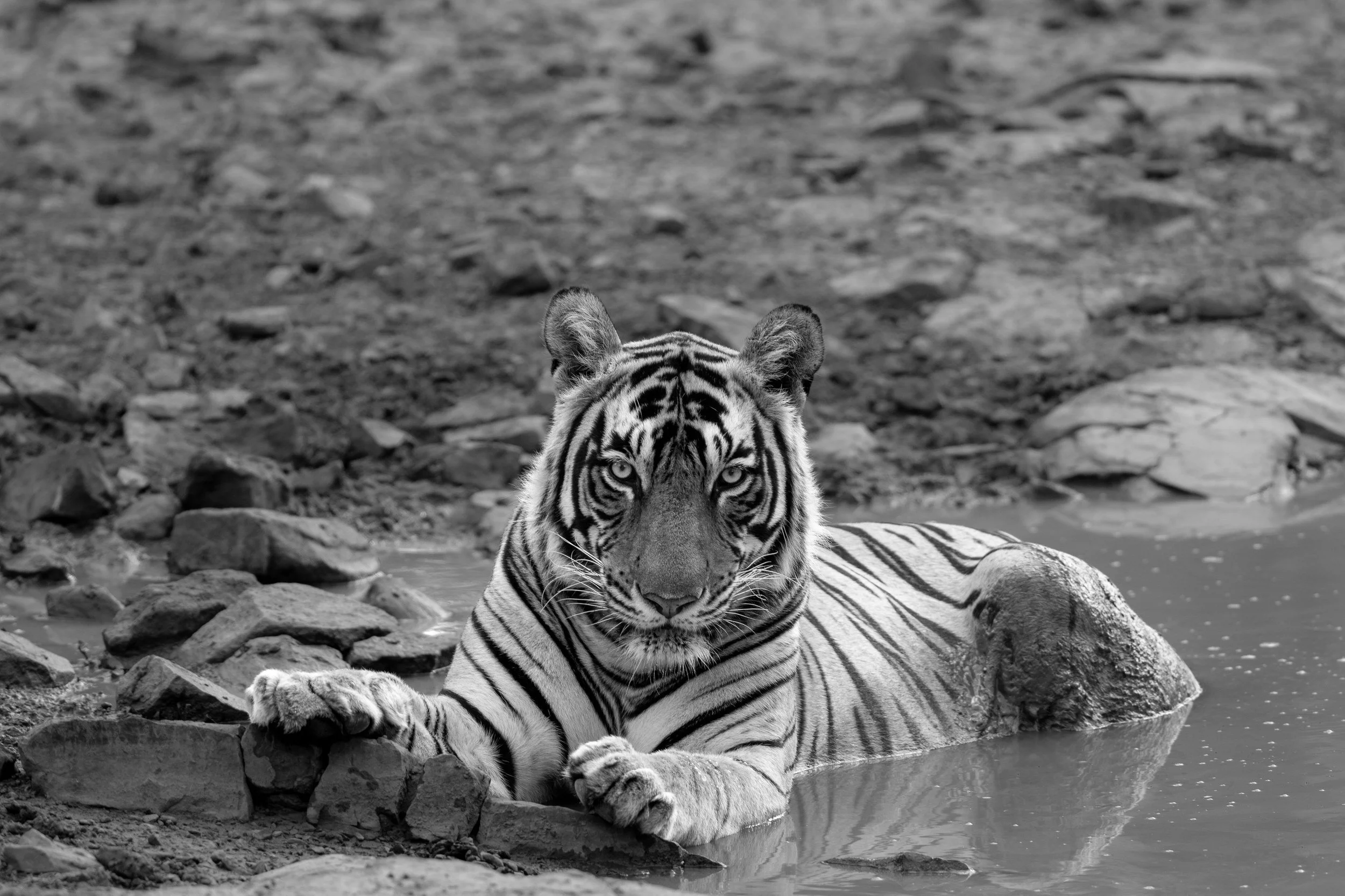 Riddhi’s sub-adult cub cooling off in a forest pool · 27 June 2026 · Leica SL3-P