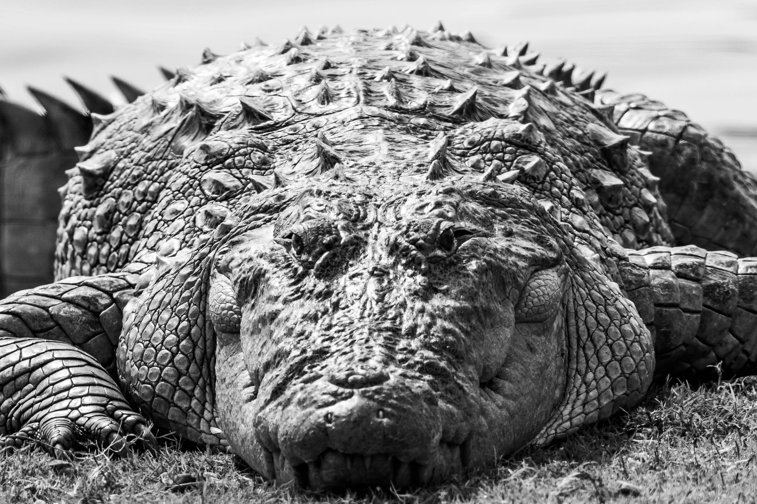 Mugger crocodile · 1 June, 9:03 am