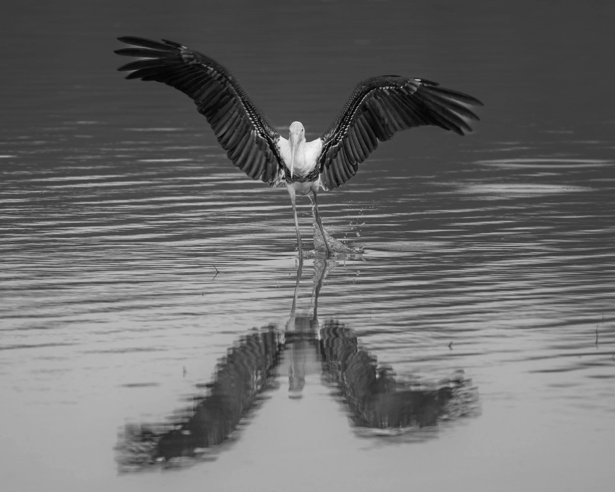 01_painted_stork_landing.jpg