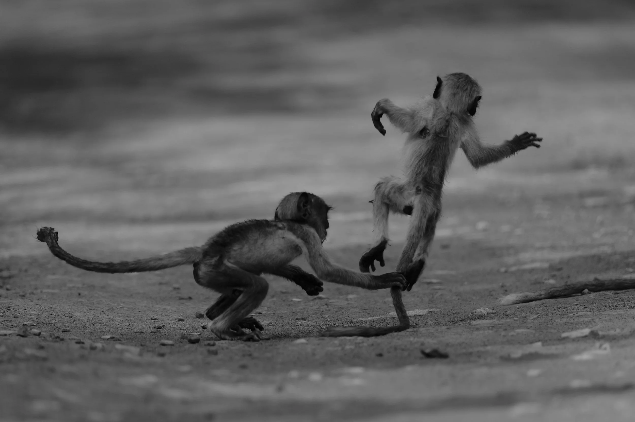 21_langurs_at_play.jpg