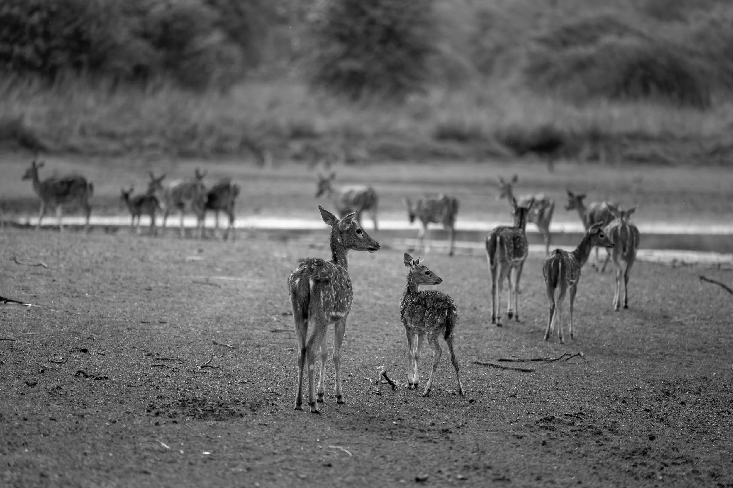 The herd on the lake shore · 1 June, 7:40 am