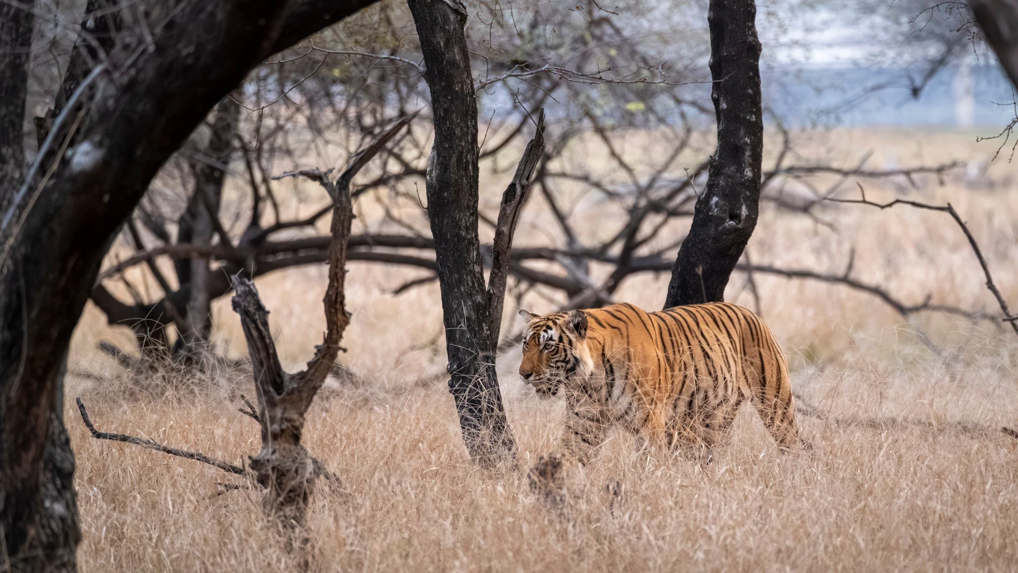 Under the Arches — a tigress at dawn, 9 April 2026