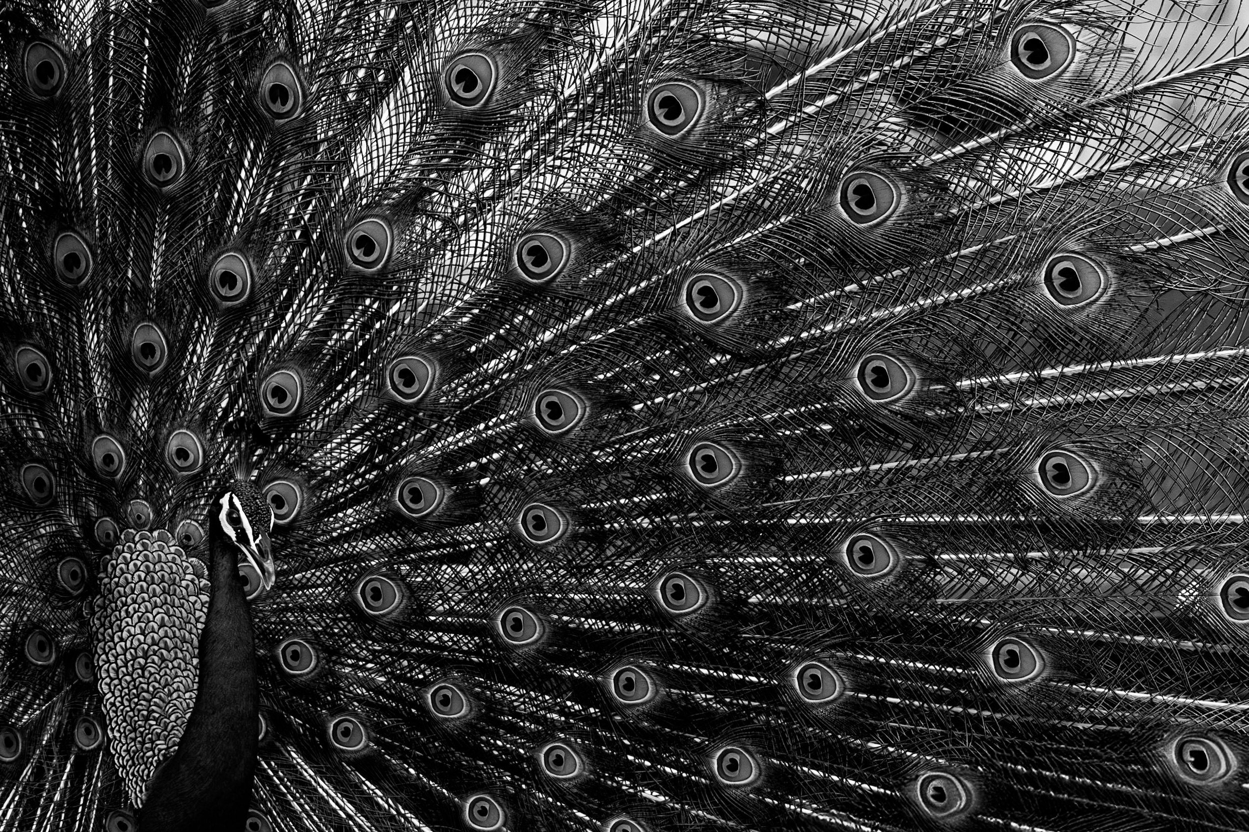 07_peacock_display.jpg