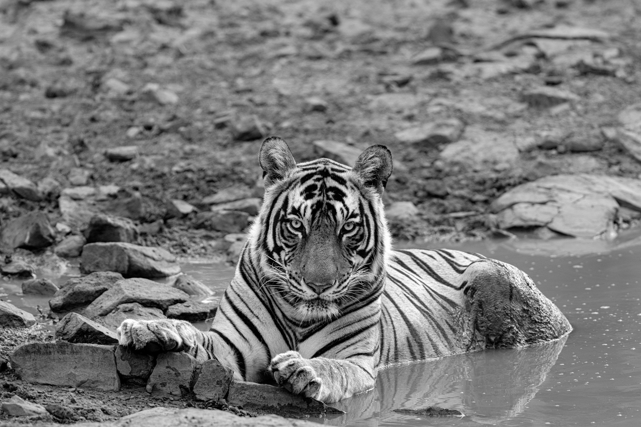 11_tiger_in_the_pool.jpg