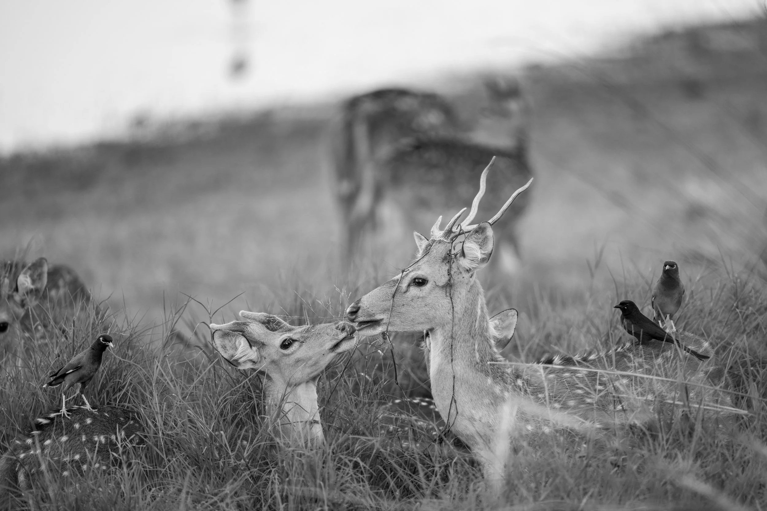 19_chital_nuzzle.jpg