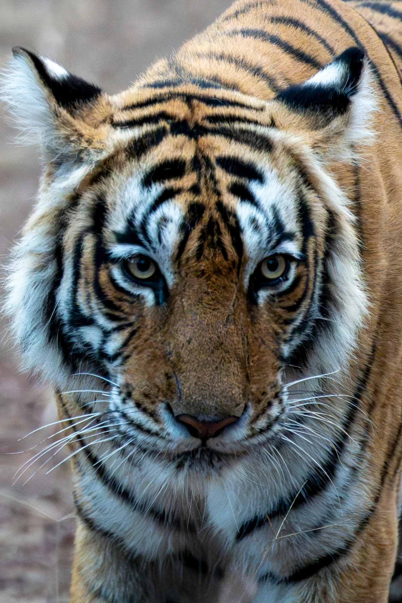 6:23 am — too close for the lens