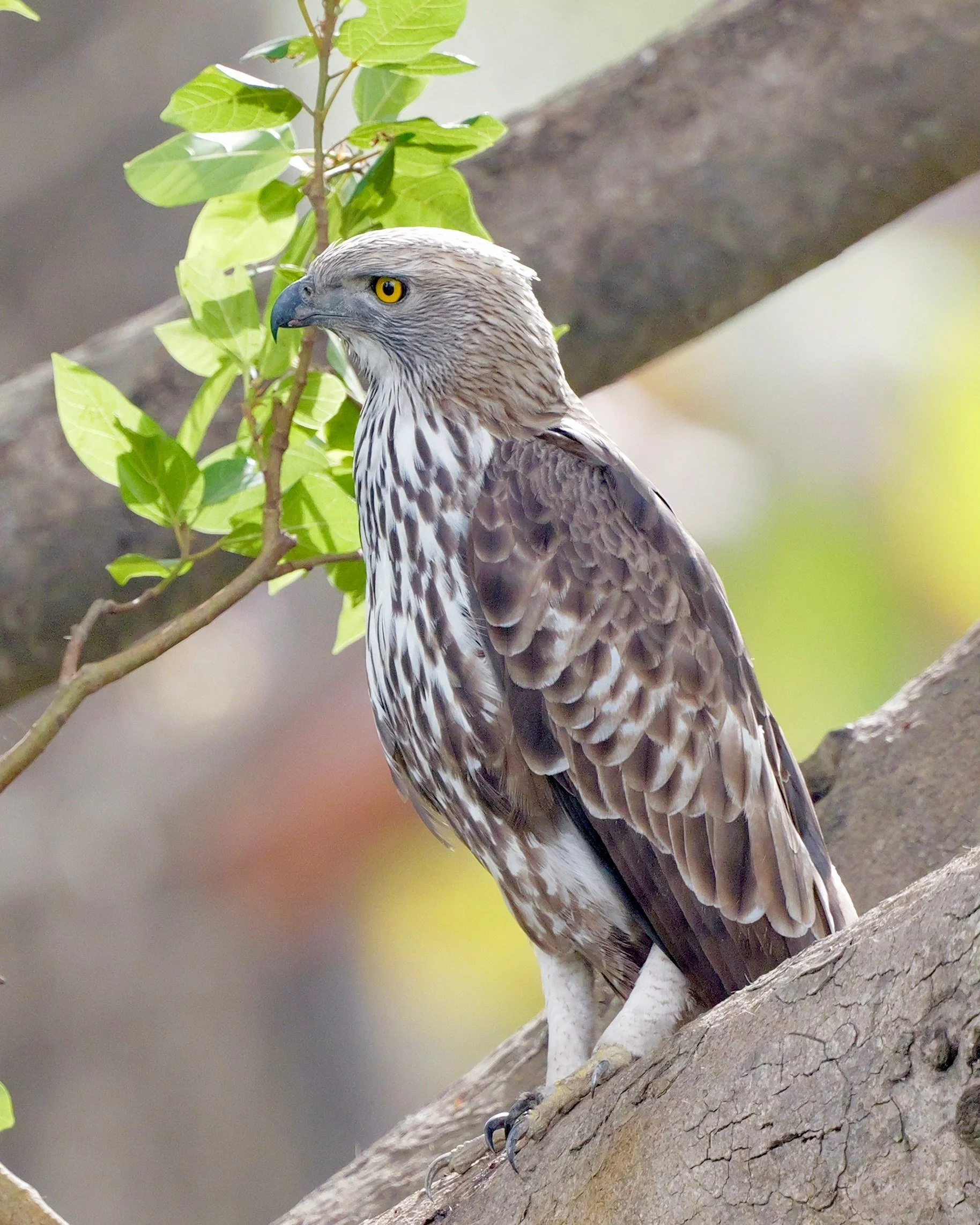 Changeable hawk-eagle · 14 March, 9:29 am