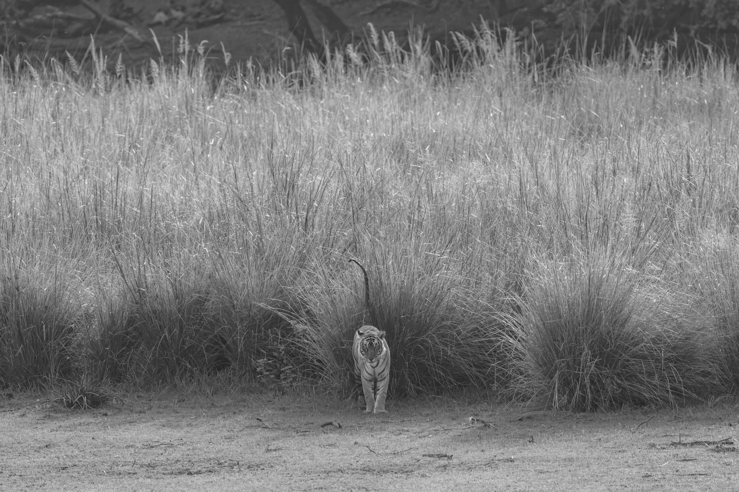 Riddhi in the tall grass by the lake · June 2026 · Leica SL3-P