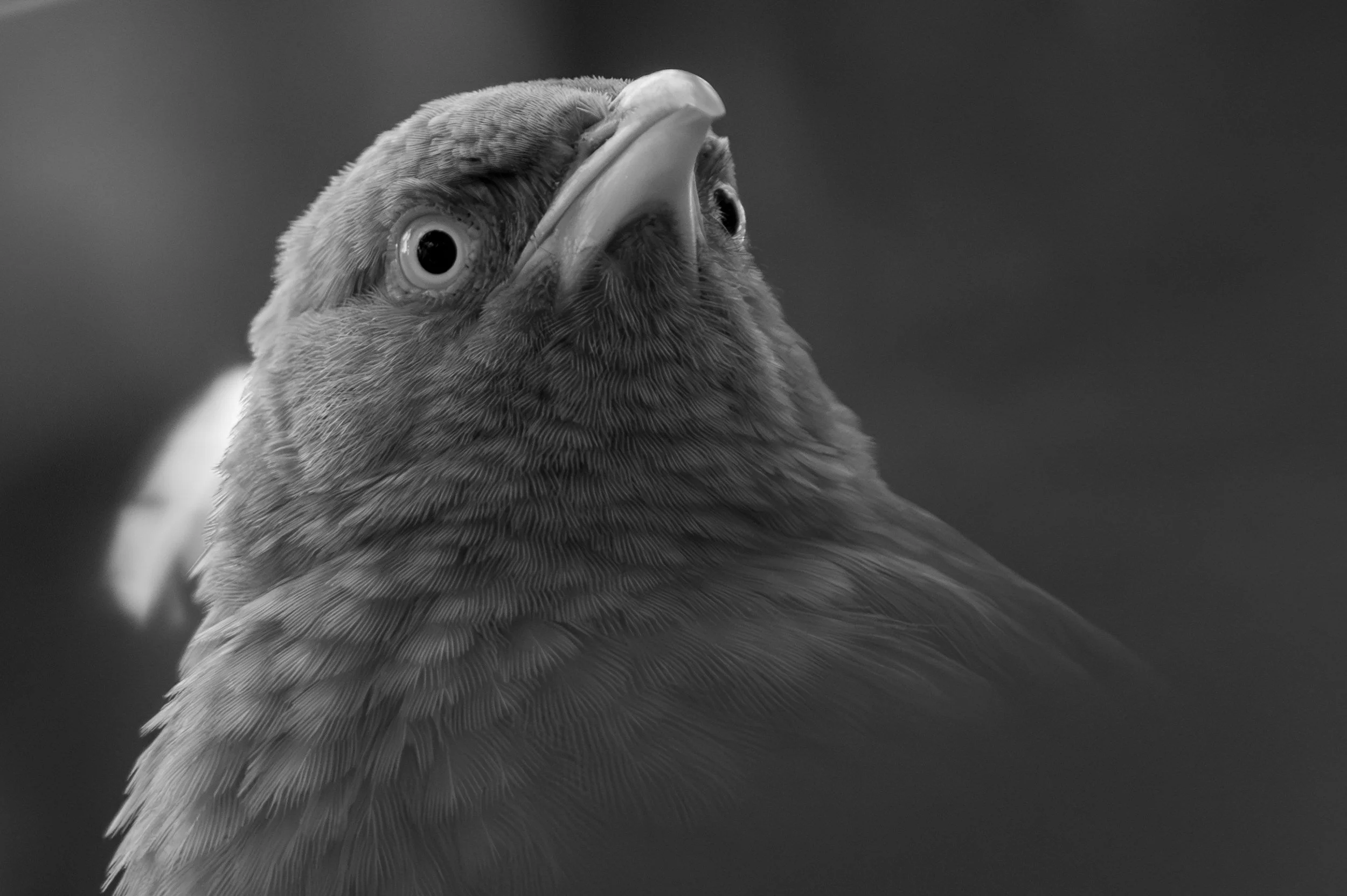 13_jungle_babbler.jpg