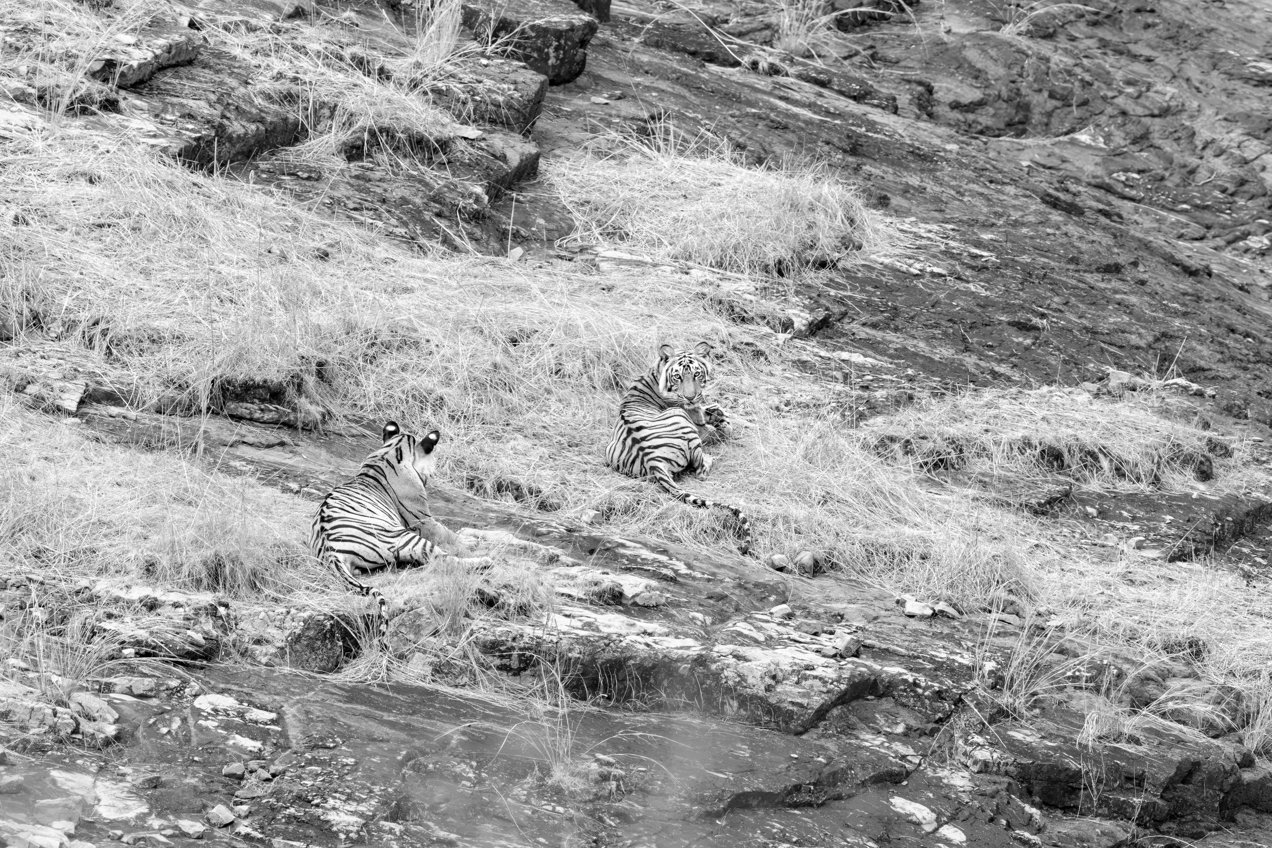 Shakti’s two cubs · 1 June 2026 · Leica SL3