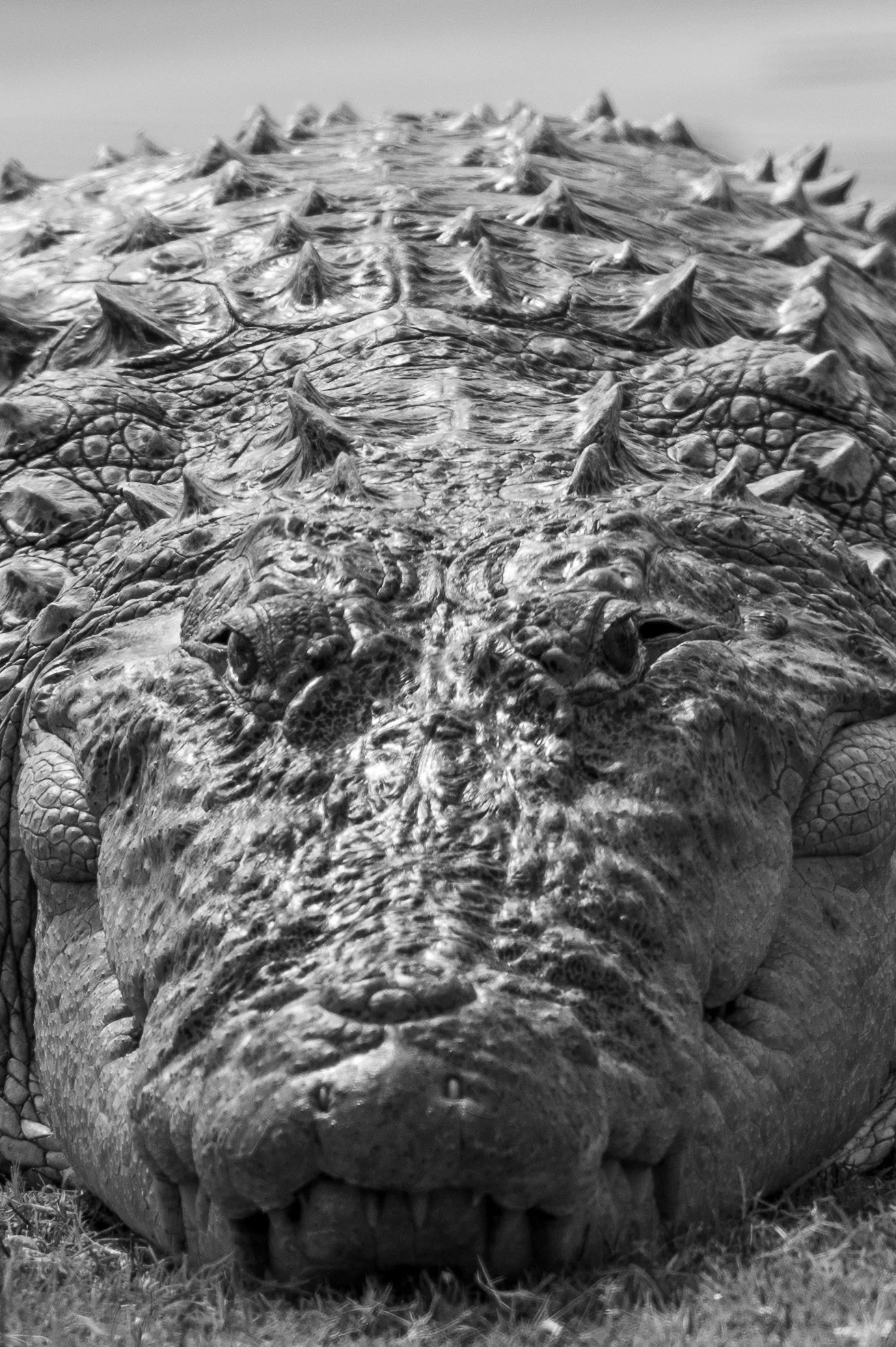 23_mugger_crocodile.jpg
