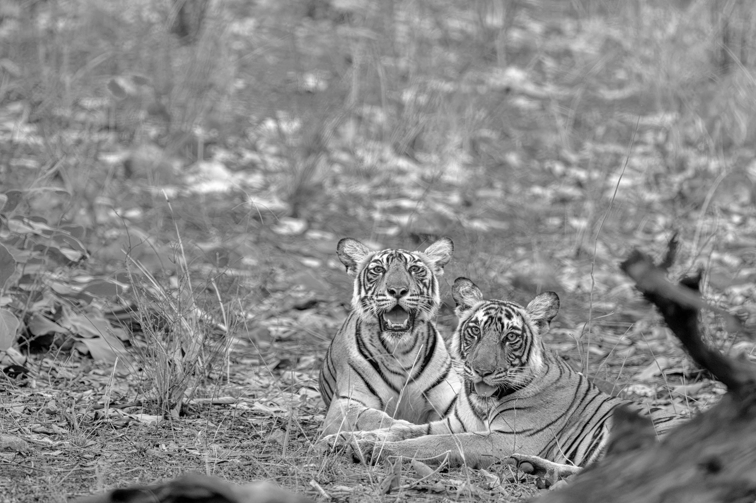 Cub interaction · 26 June 2026 · Leica SL3-P