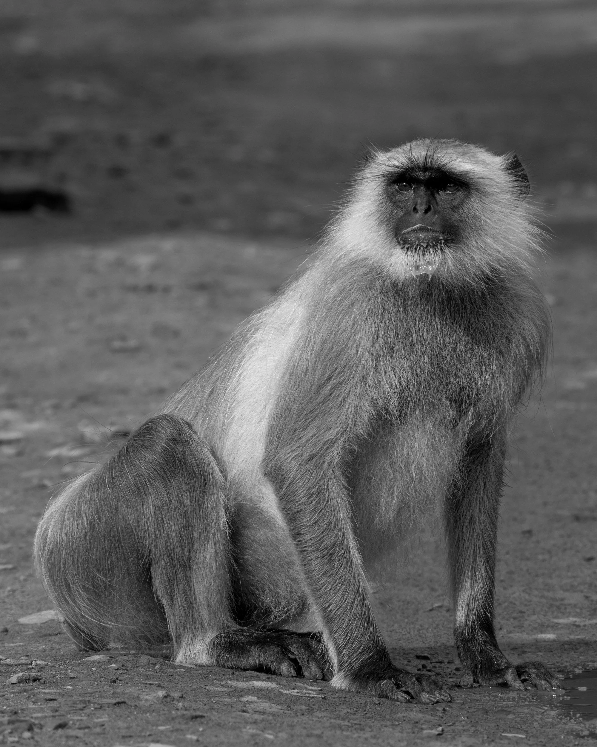 22_langur_mother_and_child.jpg