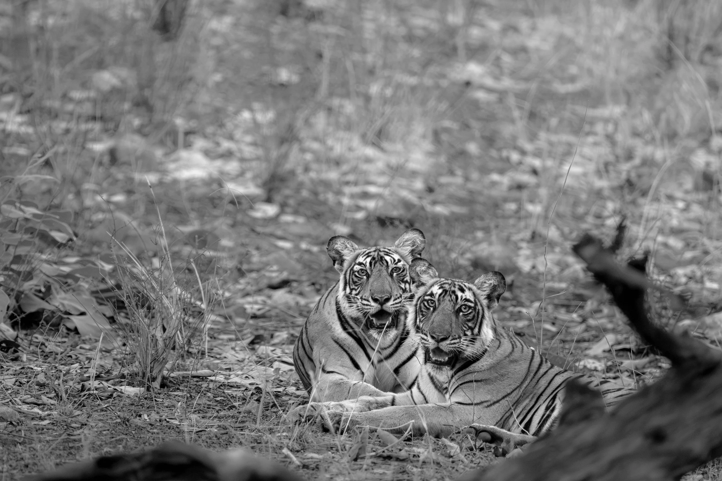 Two of Durga’s cubs · June 2026 · Leica SL3-P