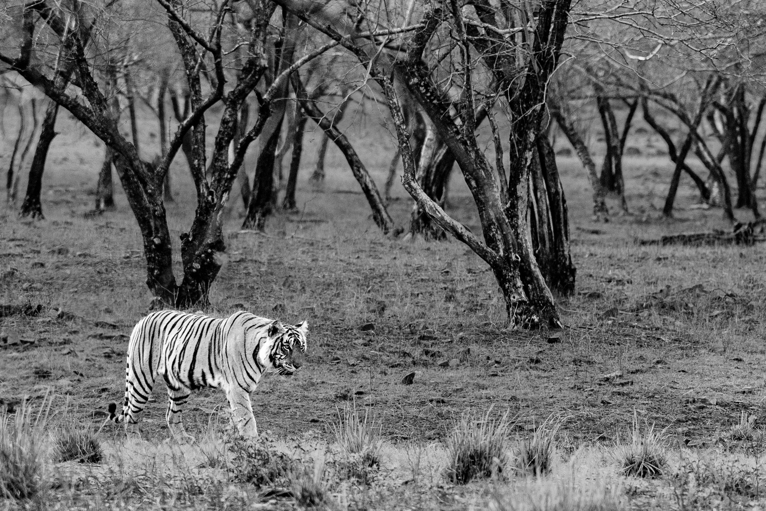 14_alone_in_the_dry_forest.jpg