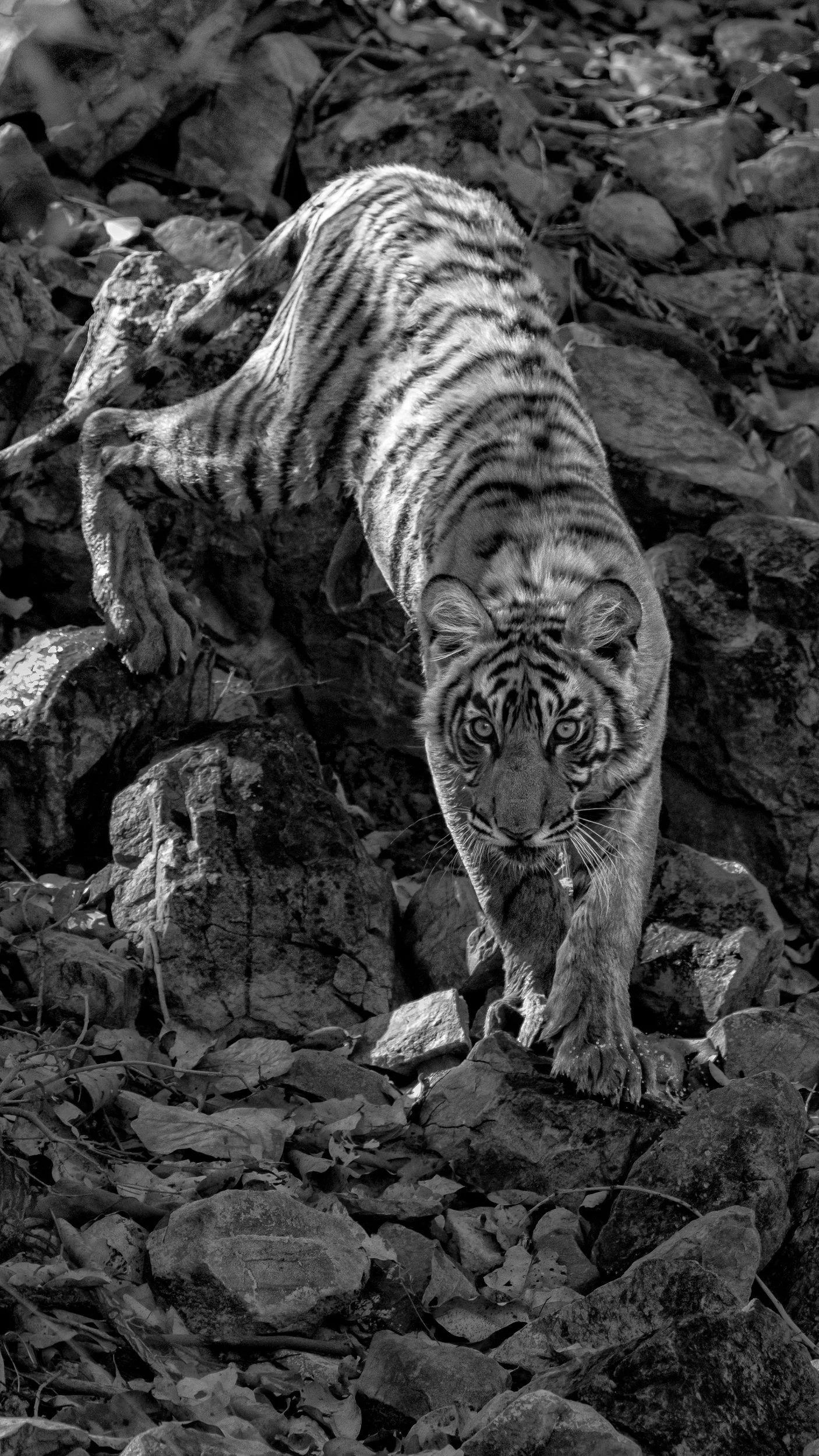 One of Durga’s cubs descending the rocks · April 2026 · Leica SL3