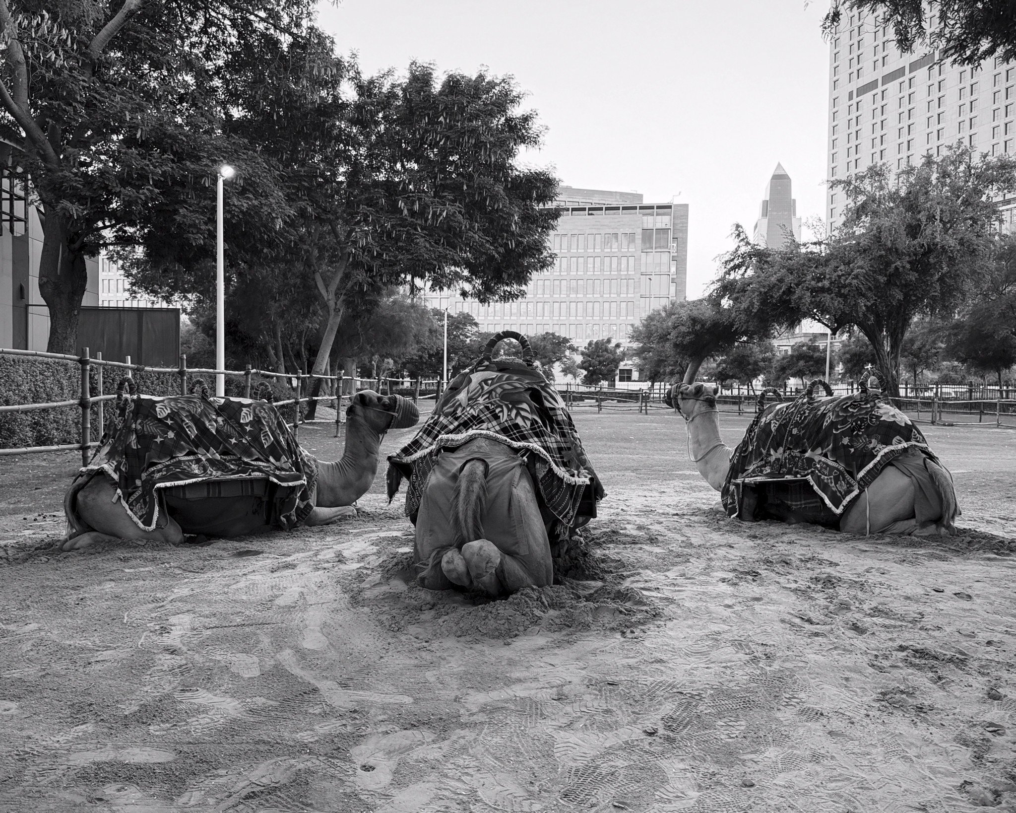 Camels resting in the park · 2 January, 5:37 pm