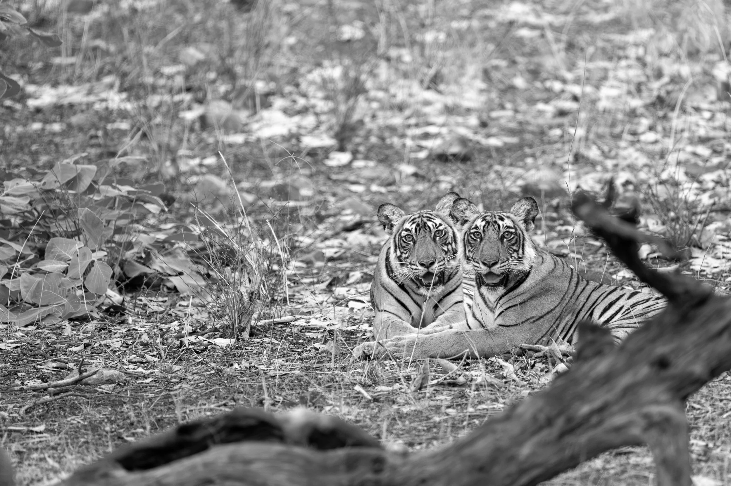 6:12 pm — side by side in the leaf litter