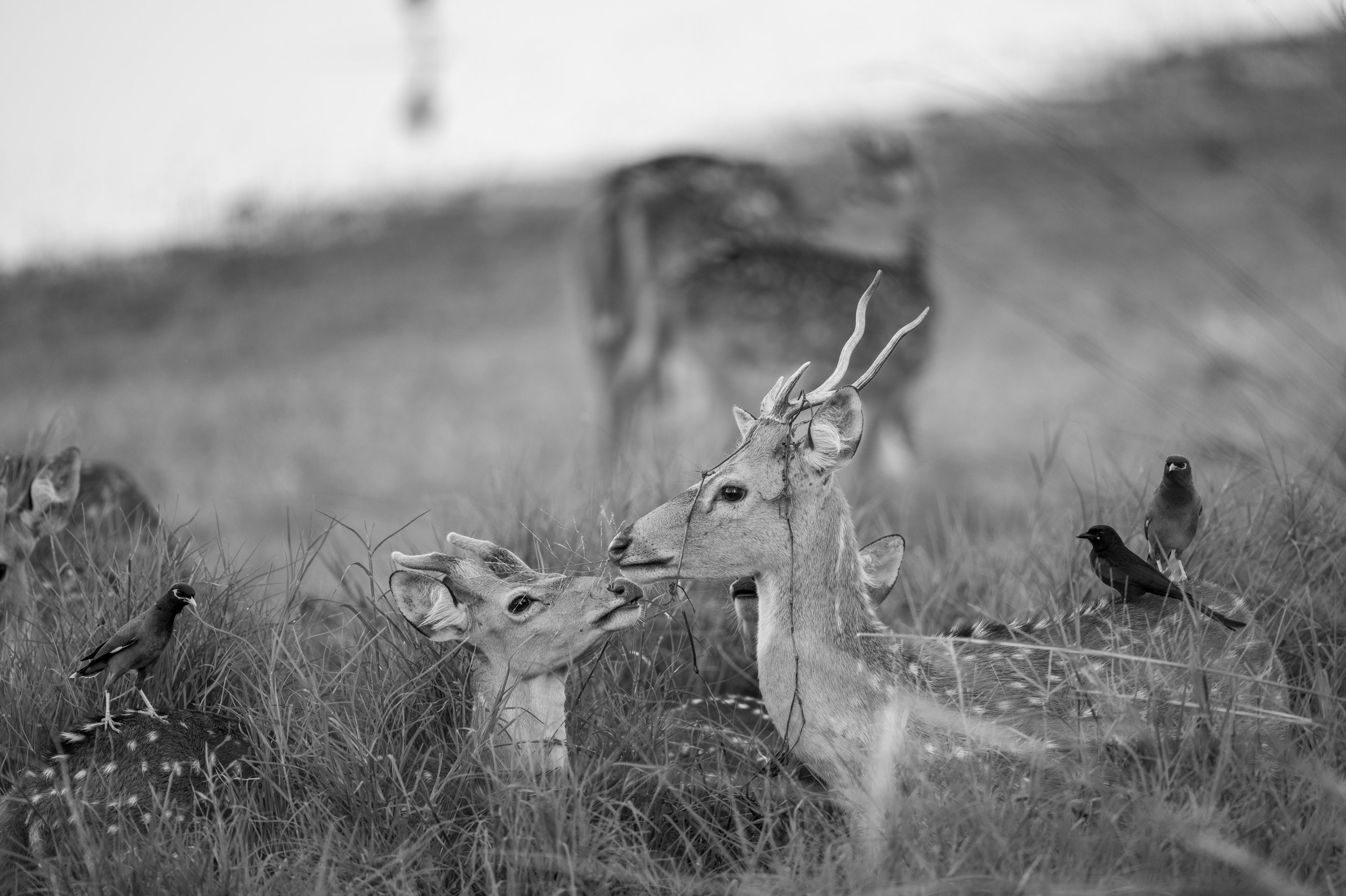 A young stag and a fawn, nose to nose · 2 June, 6:46 am