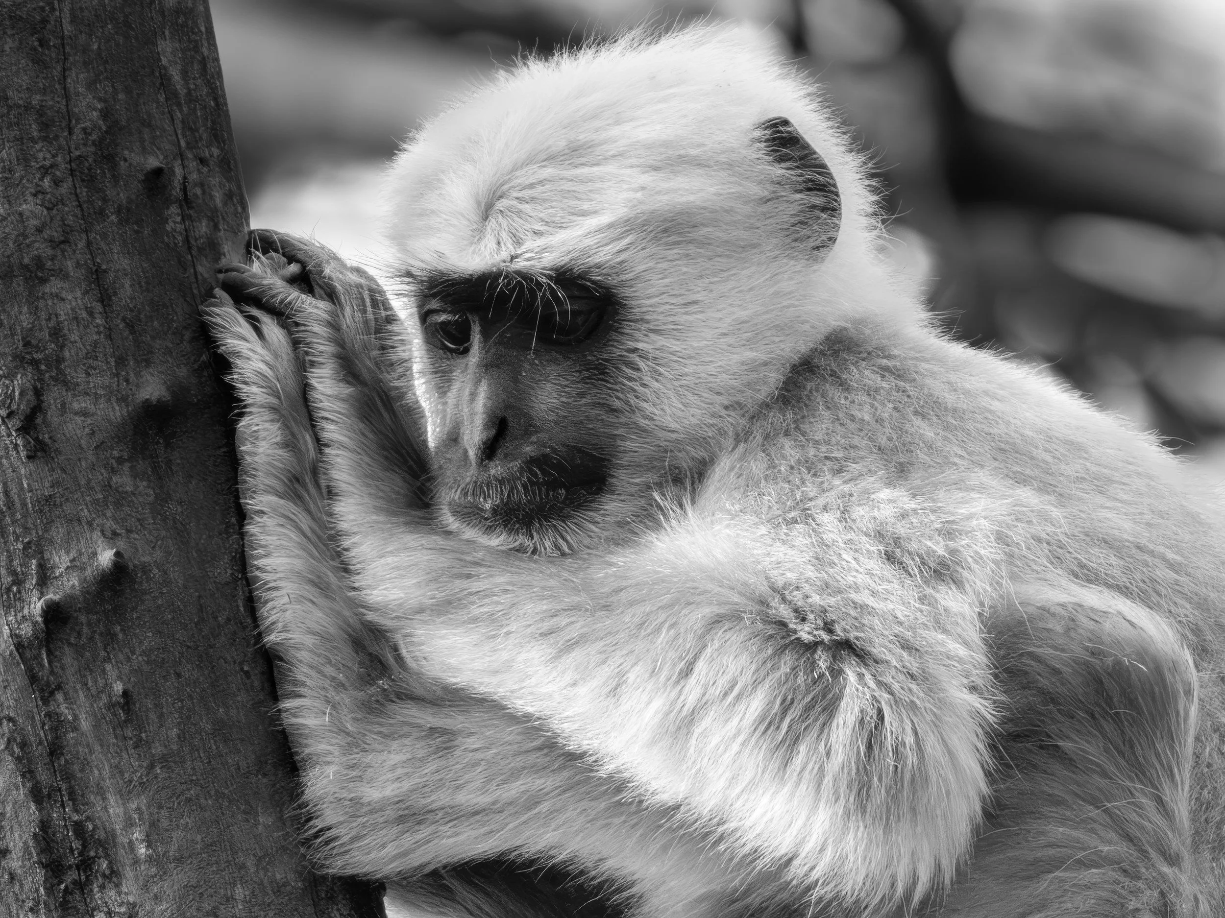 Langur · 14 March, 9:17 am