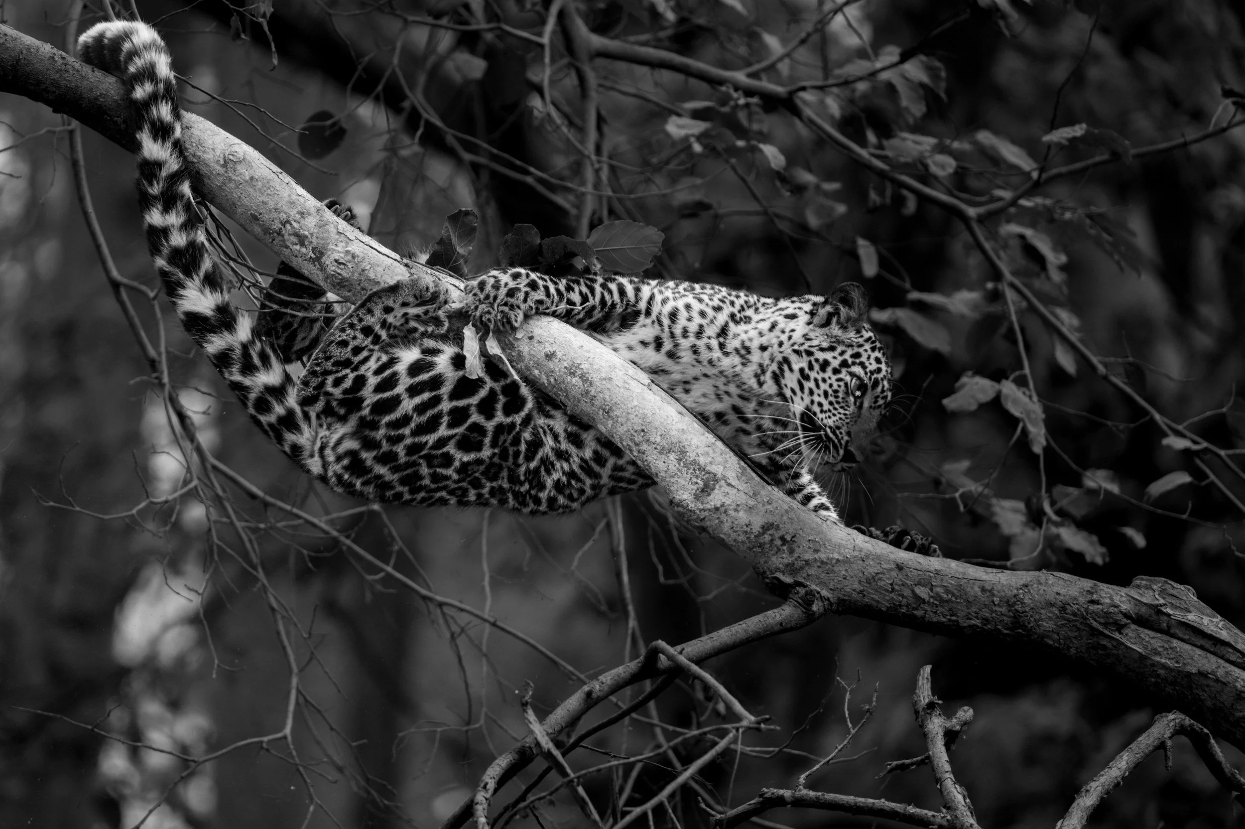 Settled, legs and tail hanging · 13 March, 2:24 pm