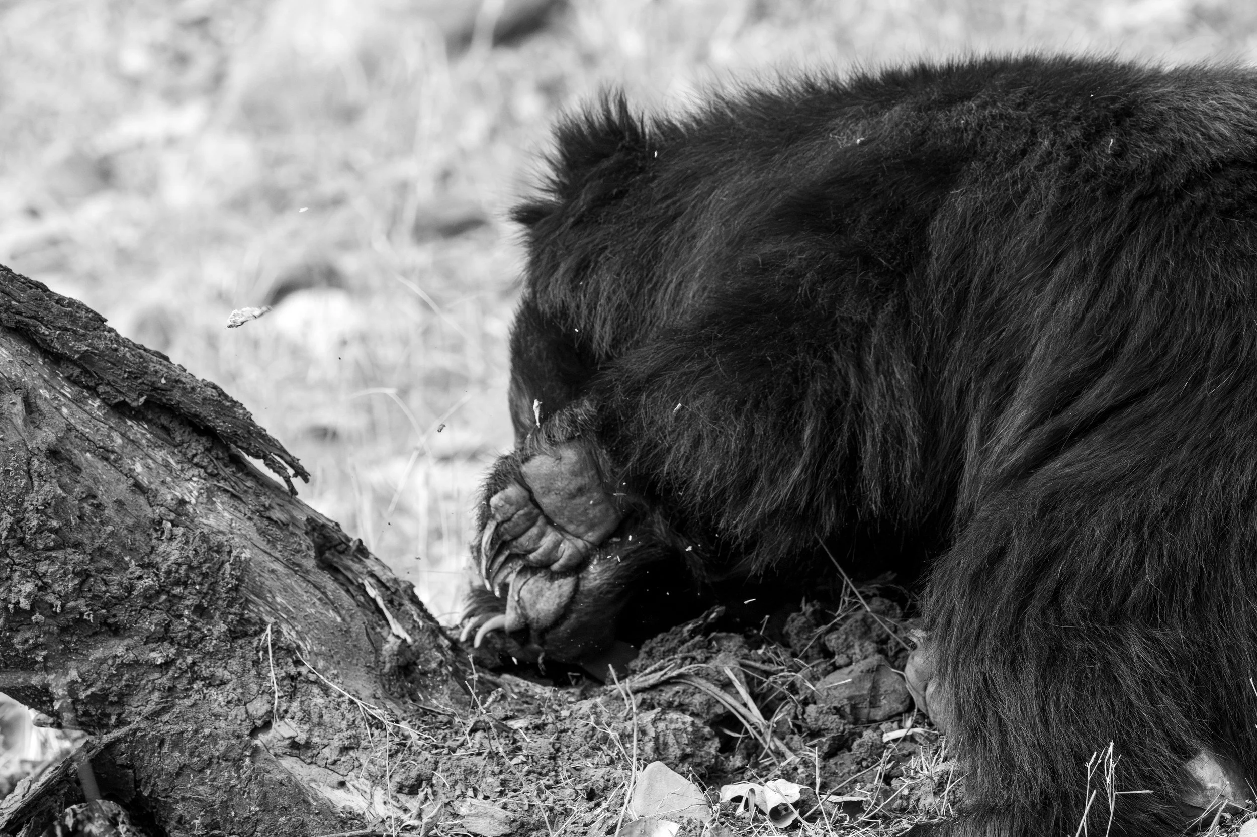 5:41 pm — nose into the wood