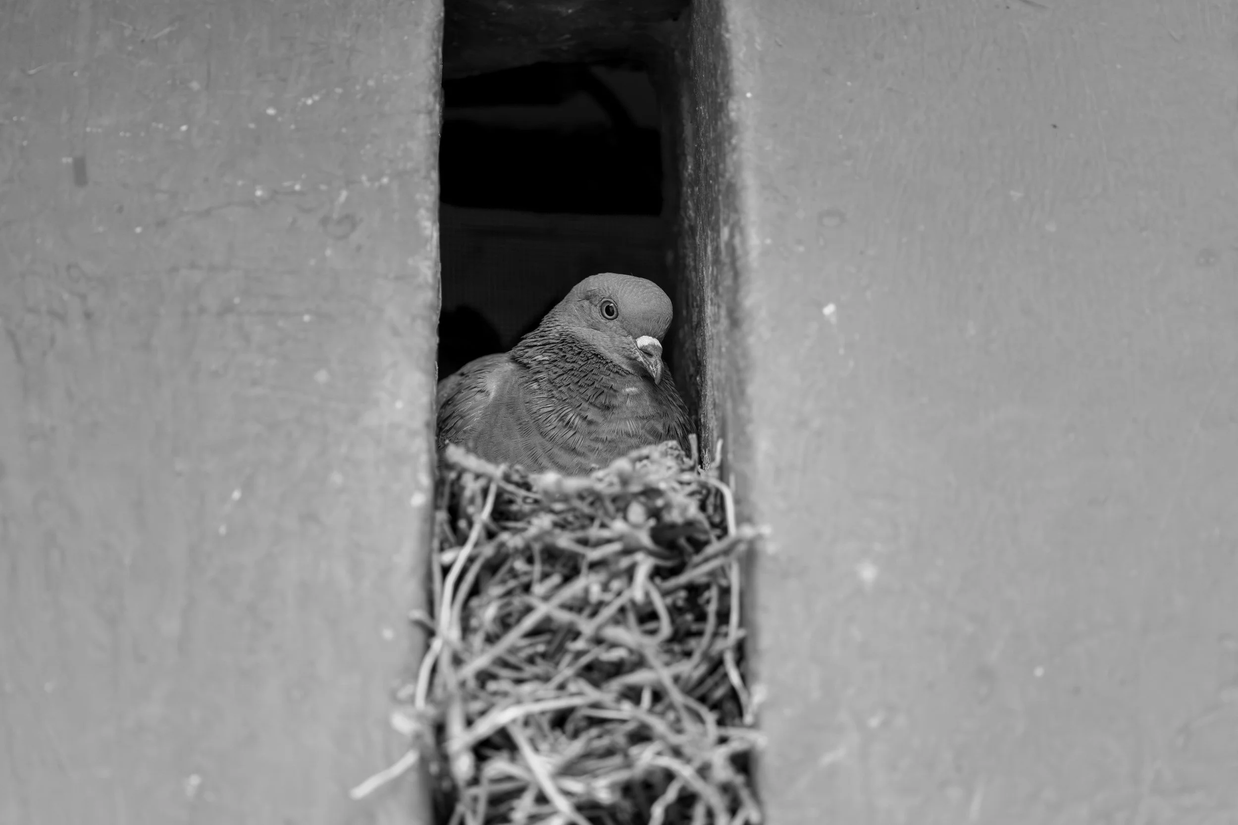 16_pigeon_in_the_niche.jpg