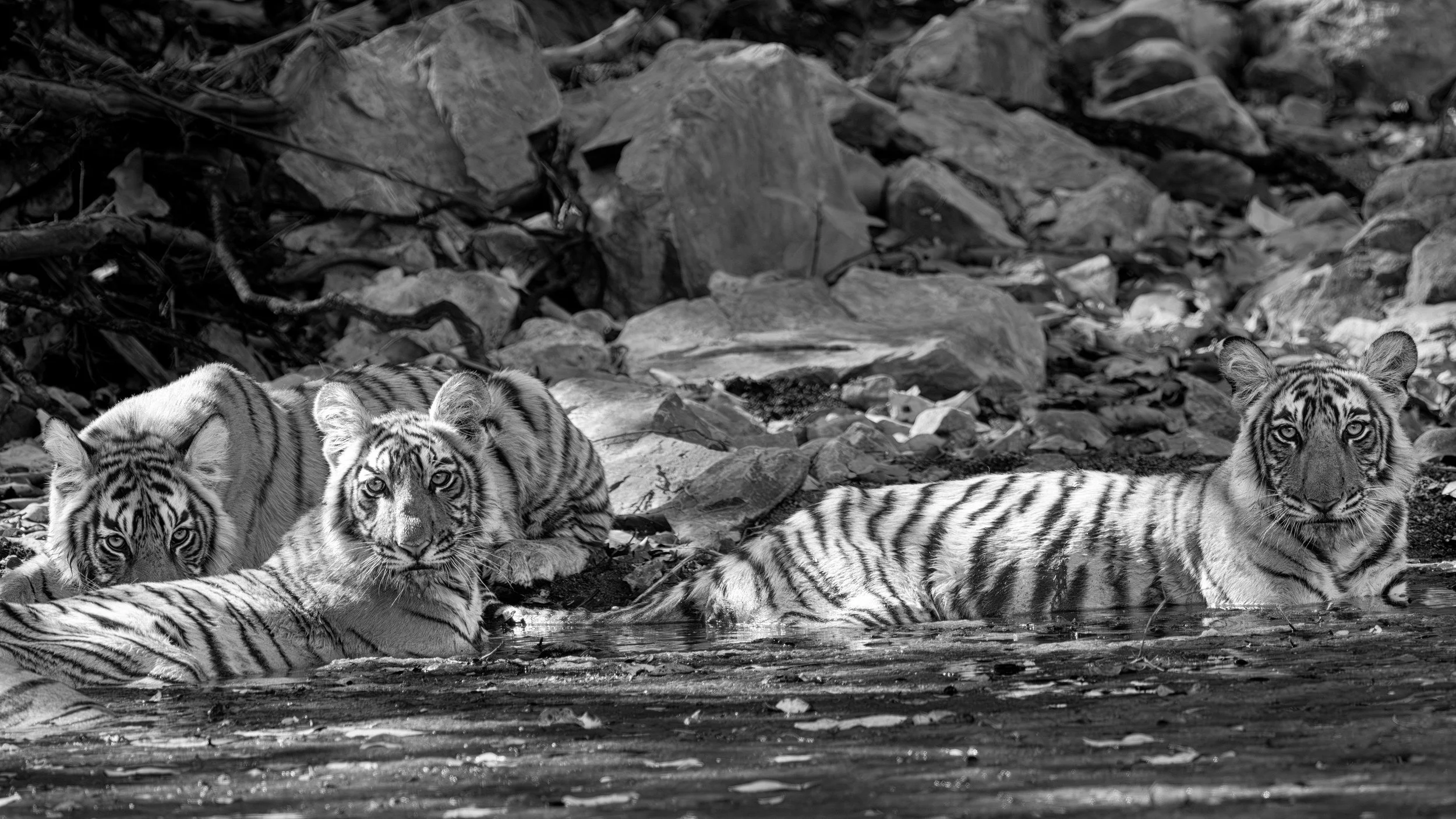 Durga (T-2307) and her cubs in the water, Zone 4 · 10 April 2026 · Leica SL3