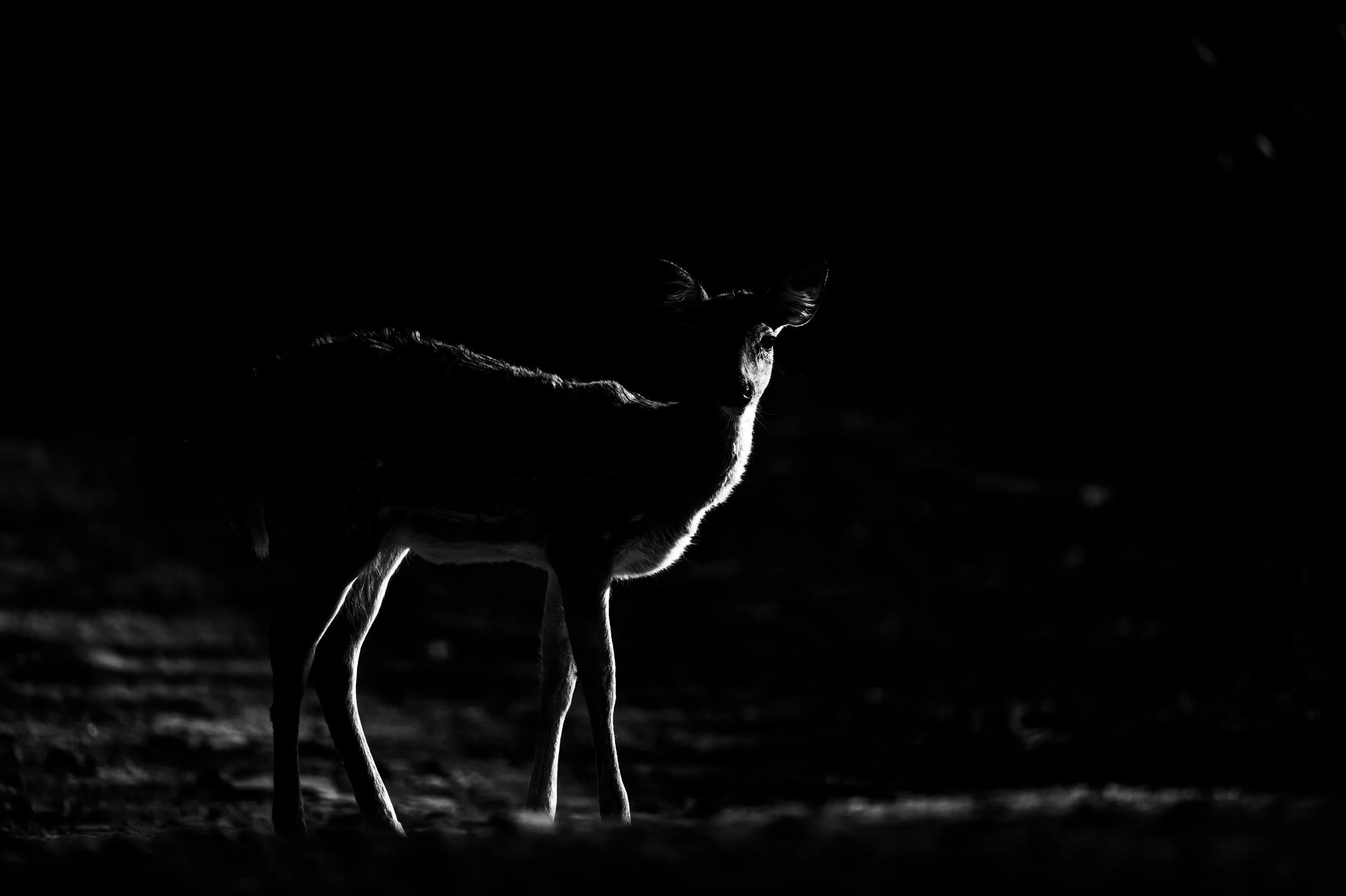 18_chital_rimlit.jpg