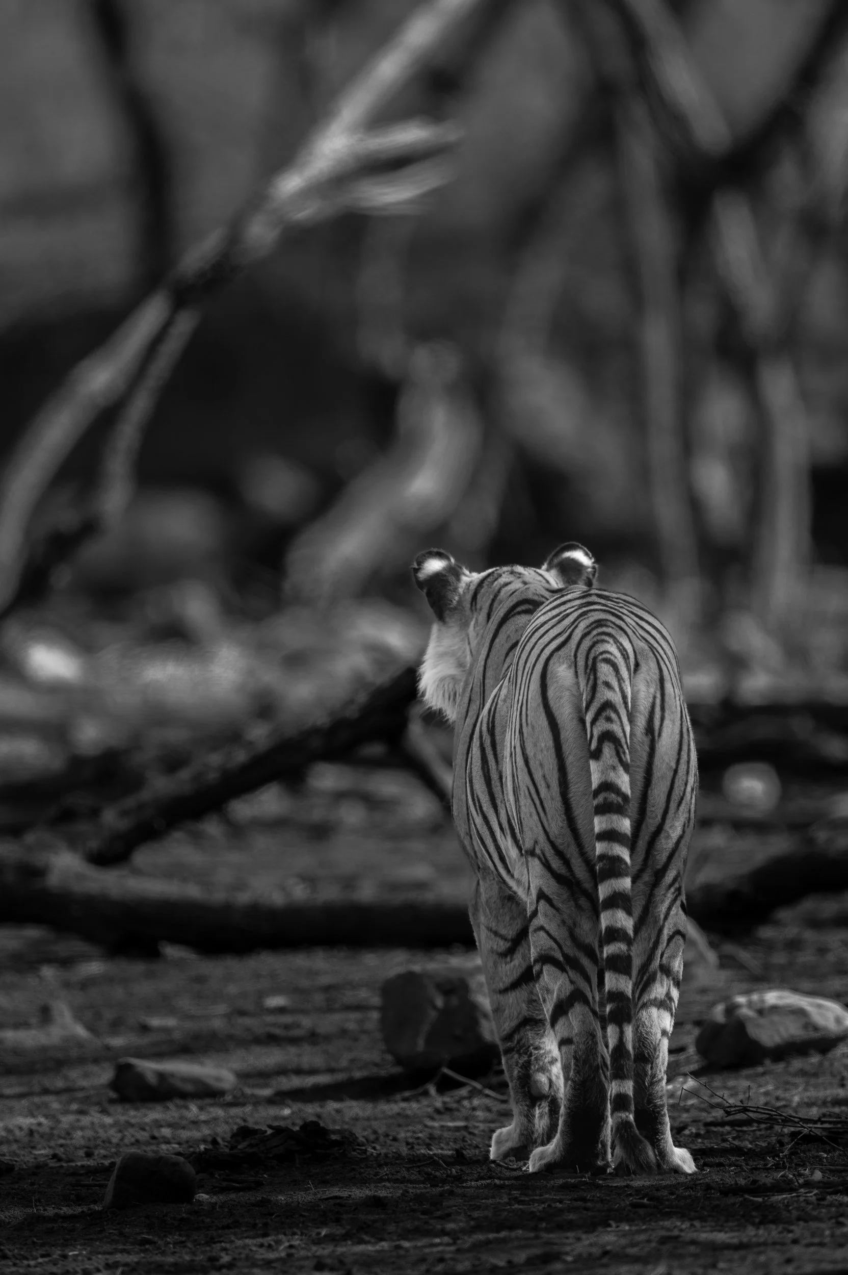 8:59:17 am — walking away over the fallen logs