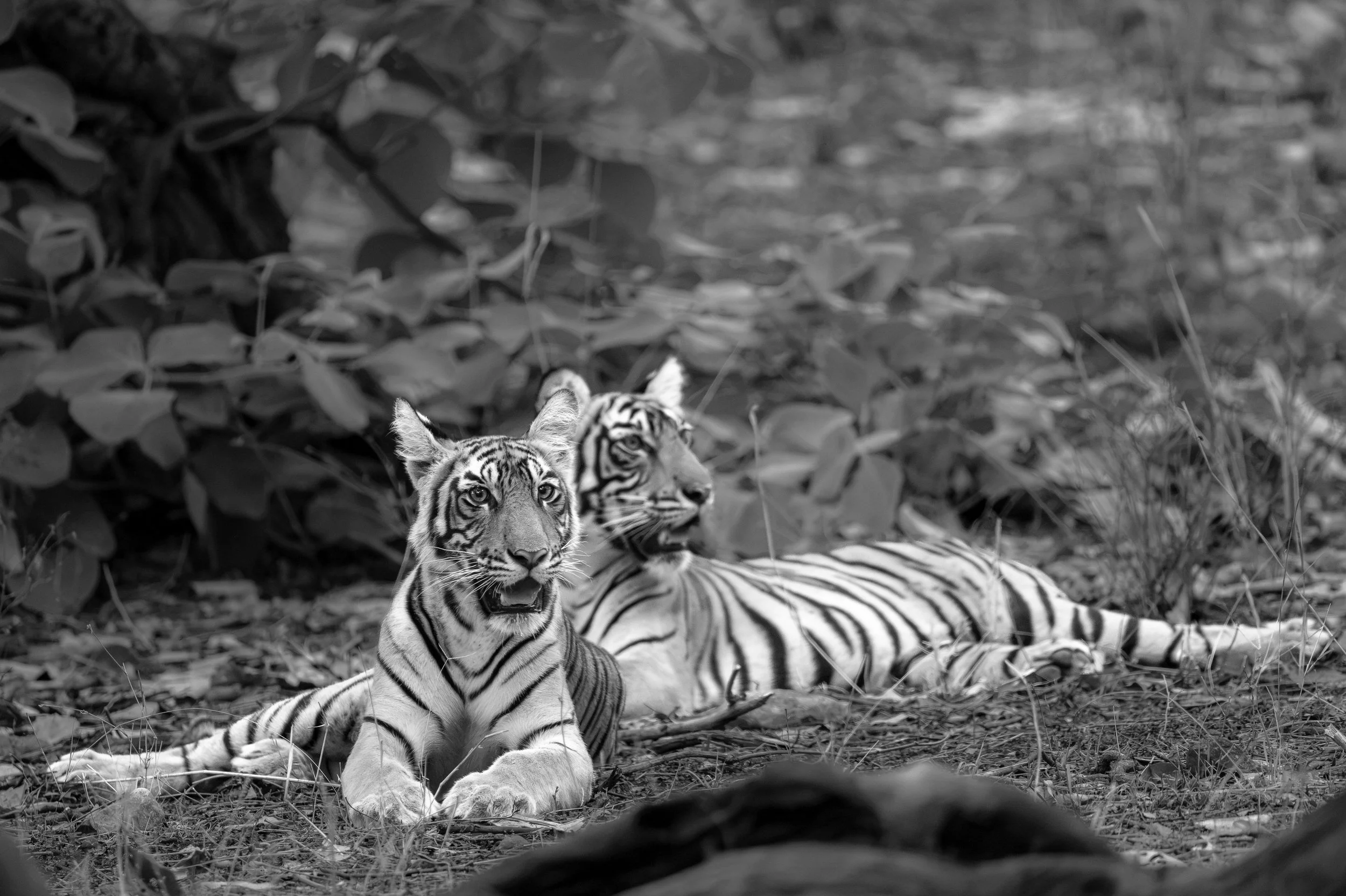 Durga’s cubs · June 2026 · Leica SL3-P