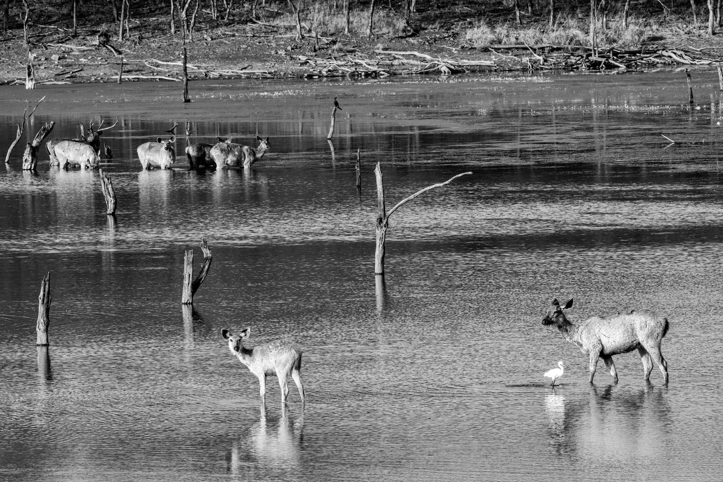 Chital wading at dusk · 10 April, 5:26 pm