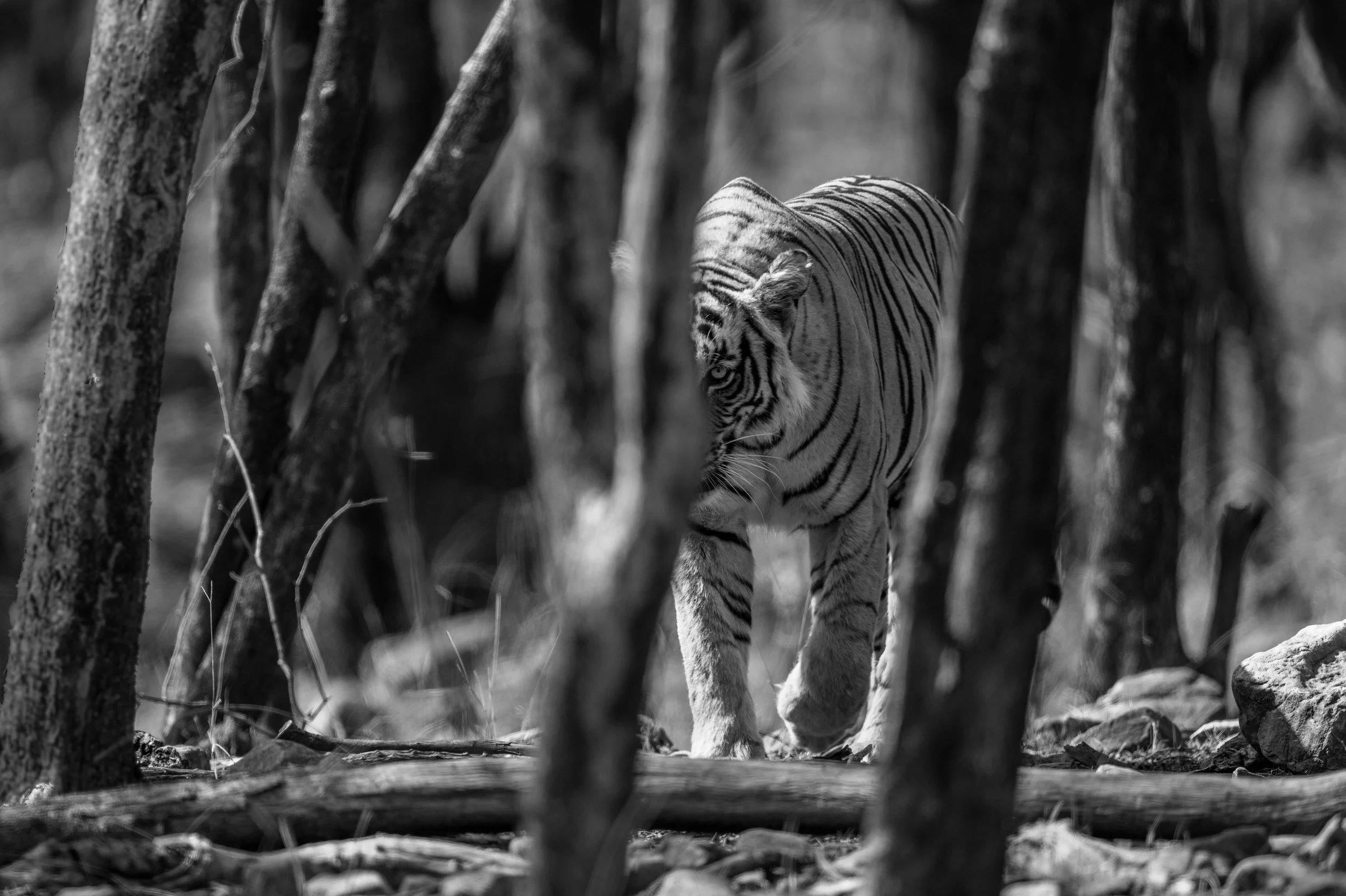 Riddhi between the trunks · 2 June 2026 · Leica SL3-P