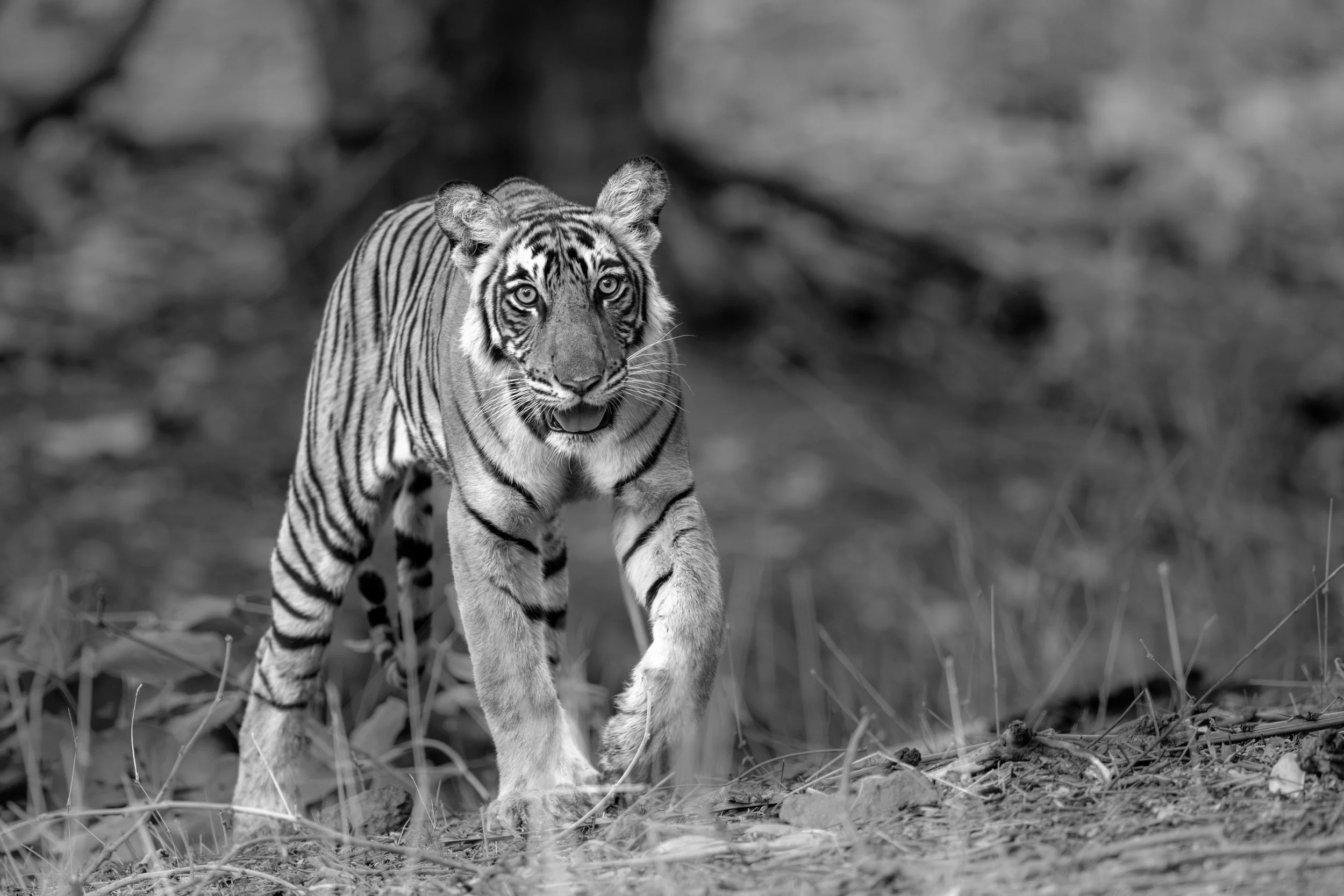One of Durga’s cubs · June 2026 · Leica SL3-P