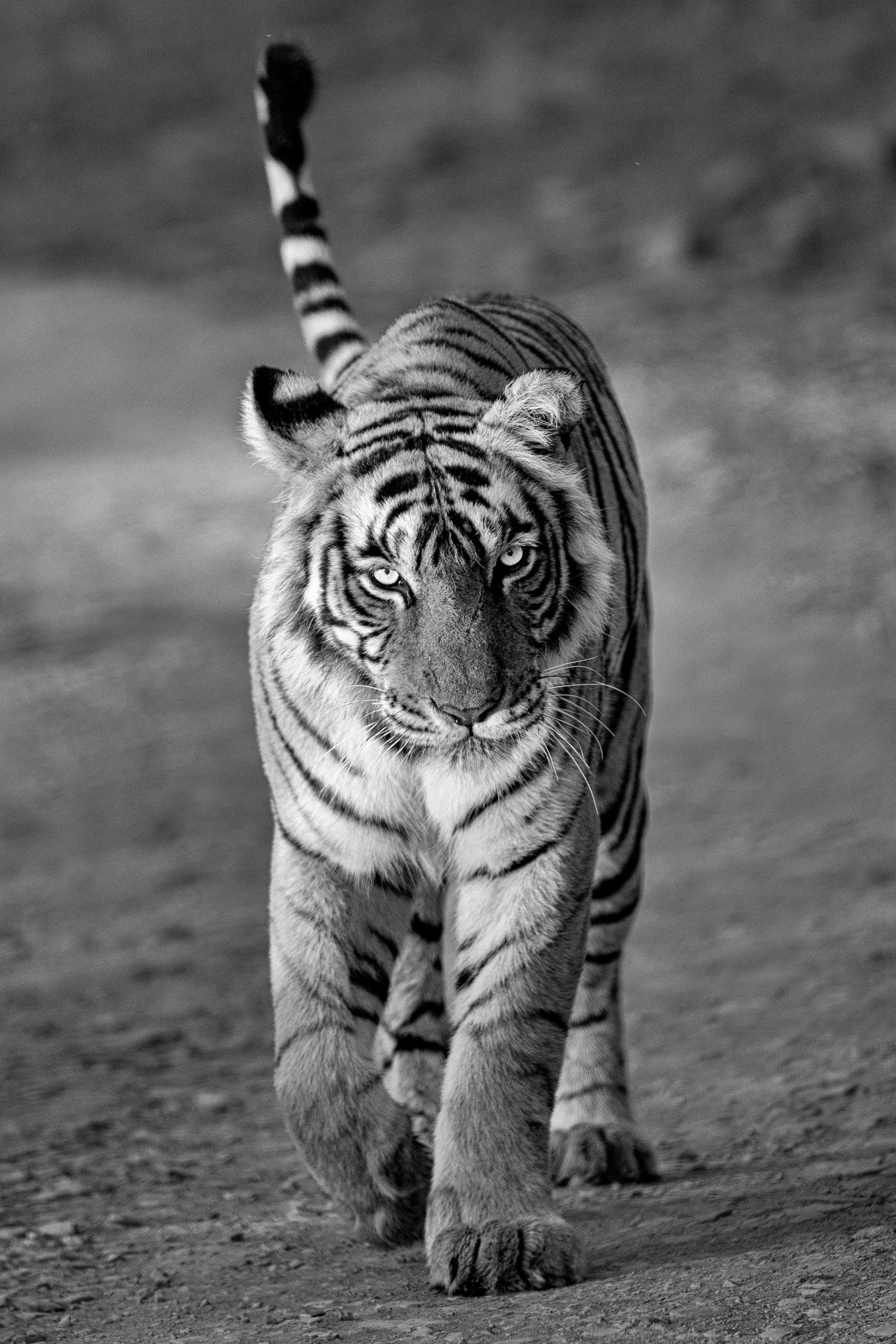 Riddhi walking towards the jeep, tail raised · April 2026 · Leica SL3-S