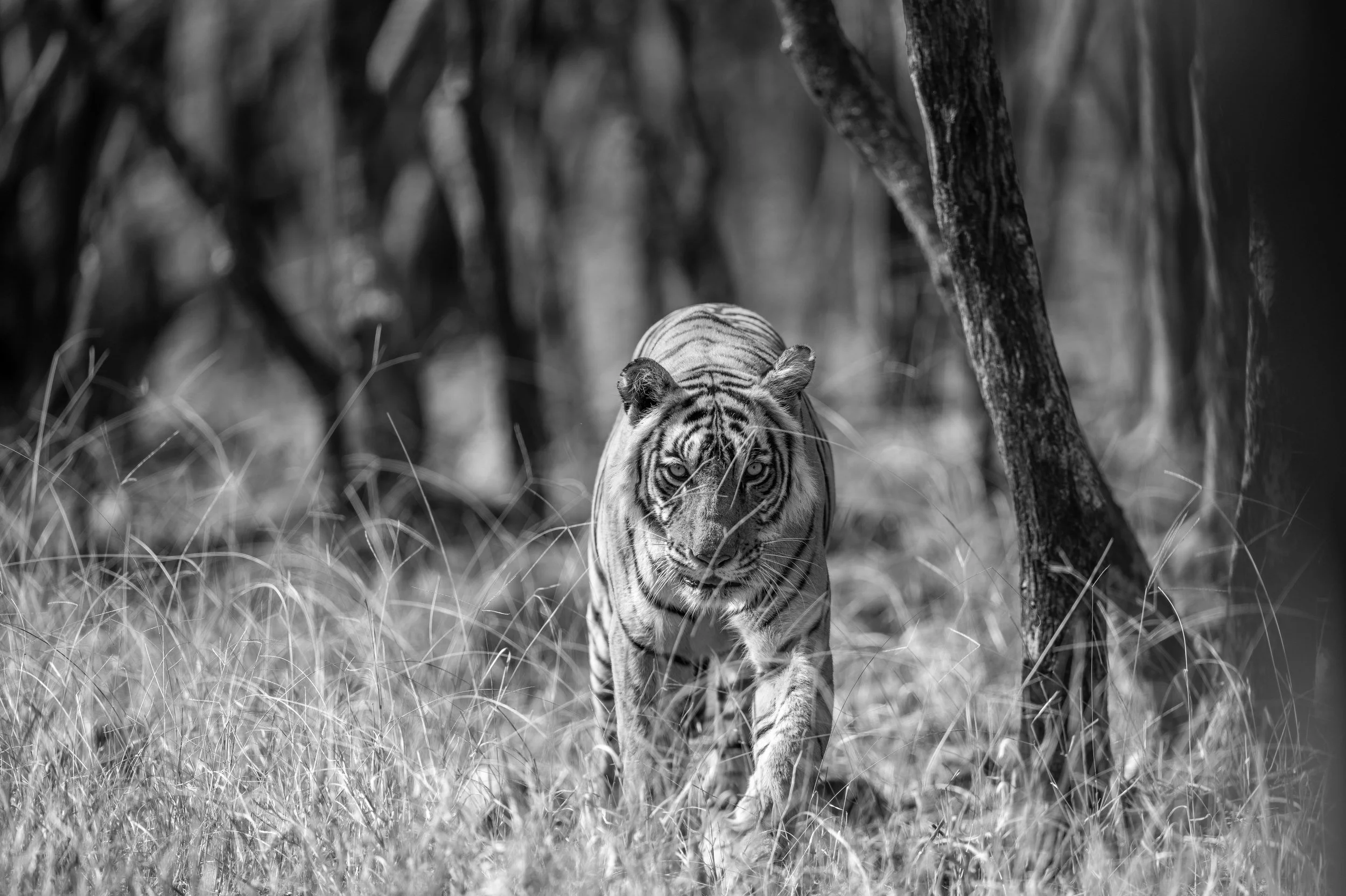Riddhi in the dry forest · June 2026 · Leica SL3-P
