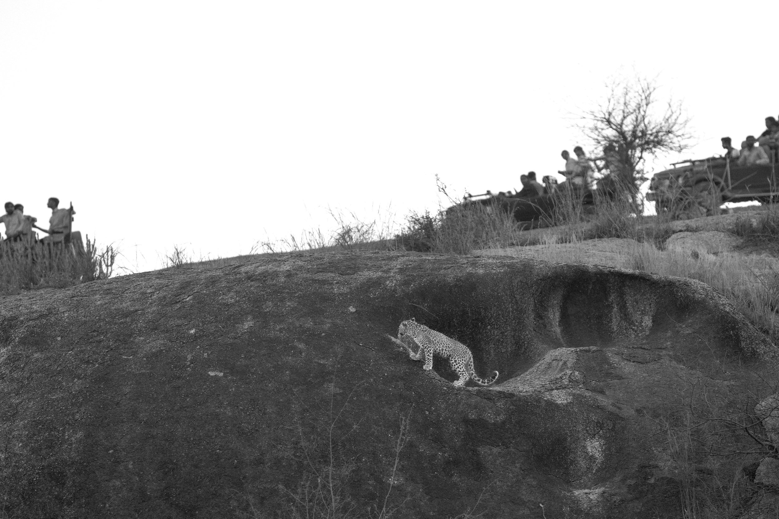 A leopard at the cave mouth, jeeps on the skyline · 25 March, 6:56 pm