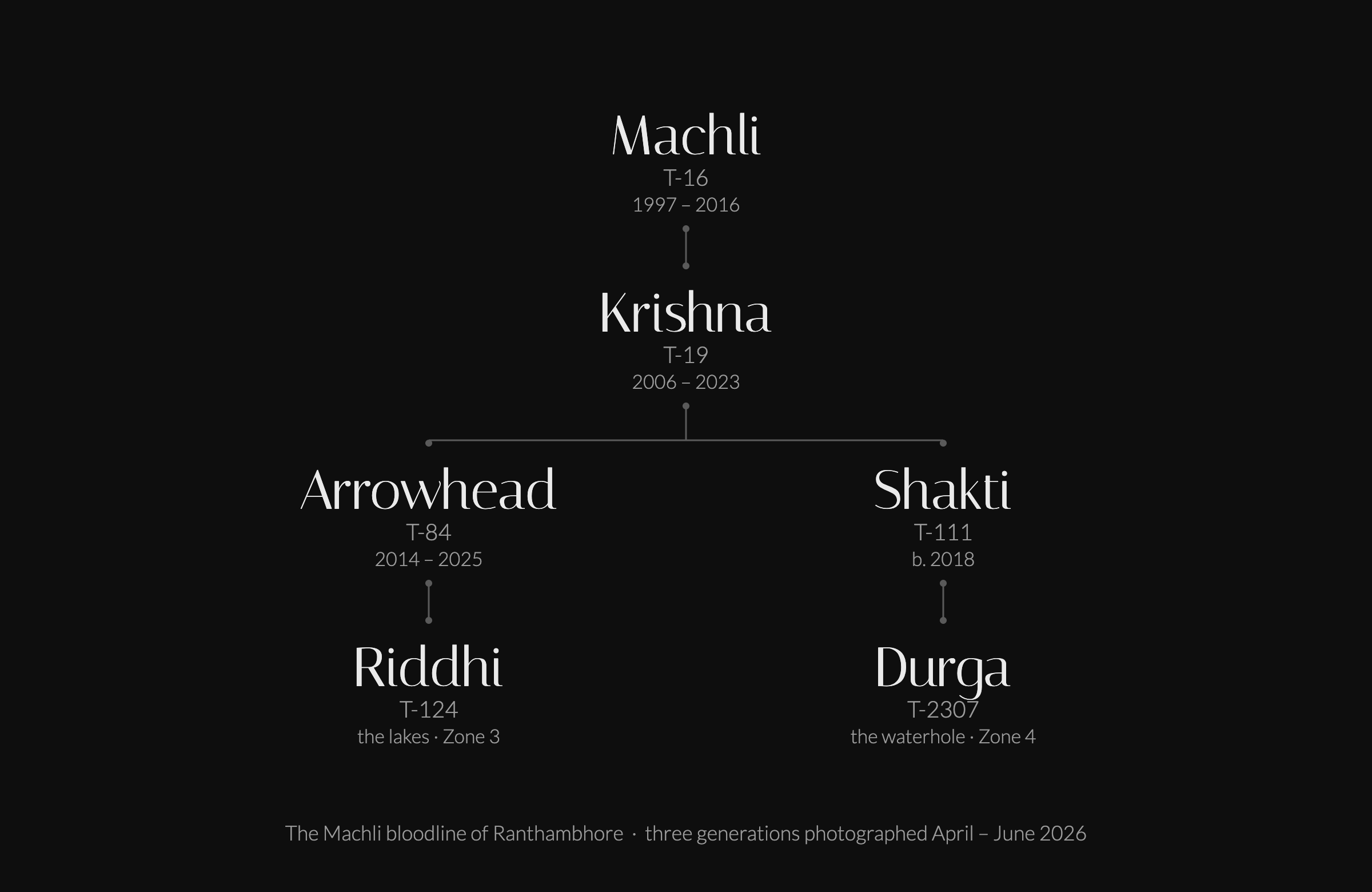 Family tree of the Machli bloodline of Ranthambhore: Machli, Krishna, Arrowhead and Riddhi; Krishna, Shakti and Durga