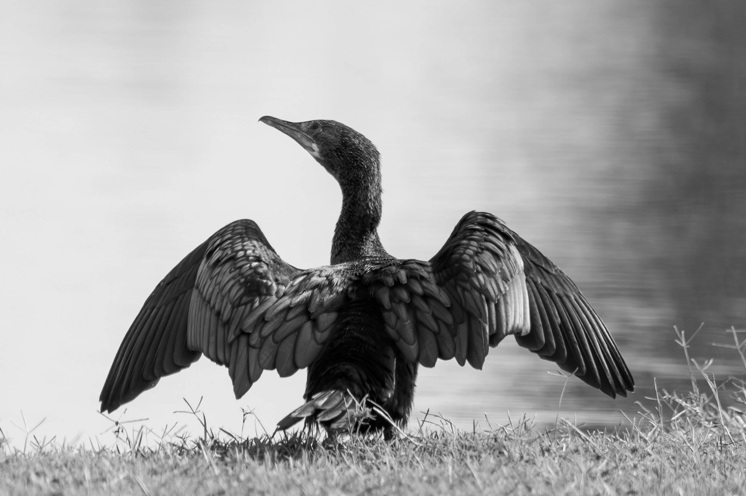 A cormorant drying its wings · 13 March, 4:03 pm