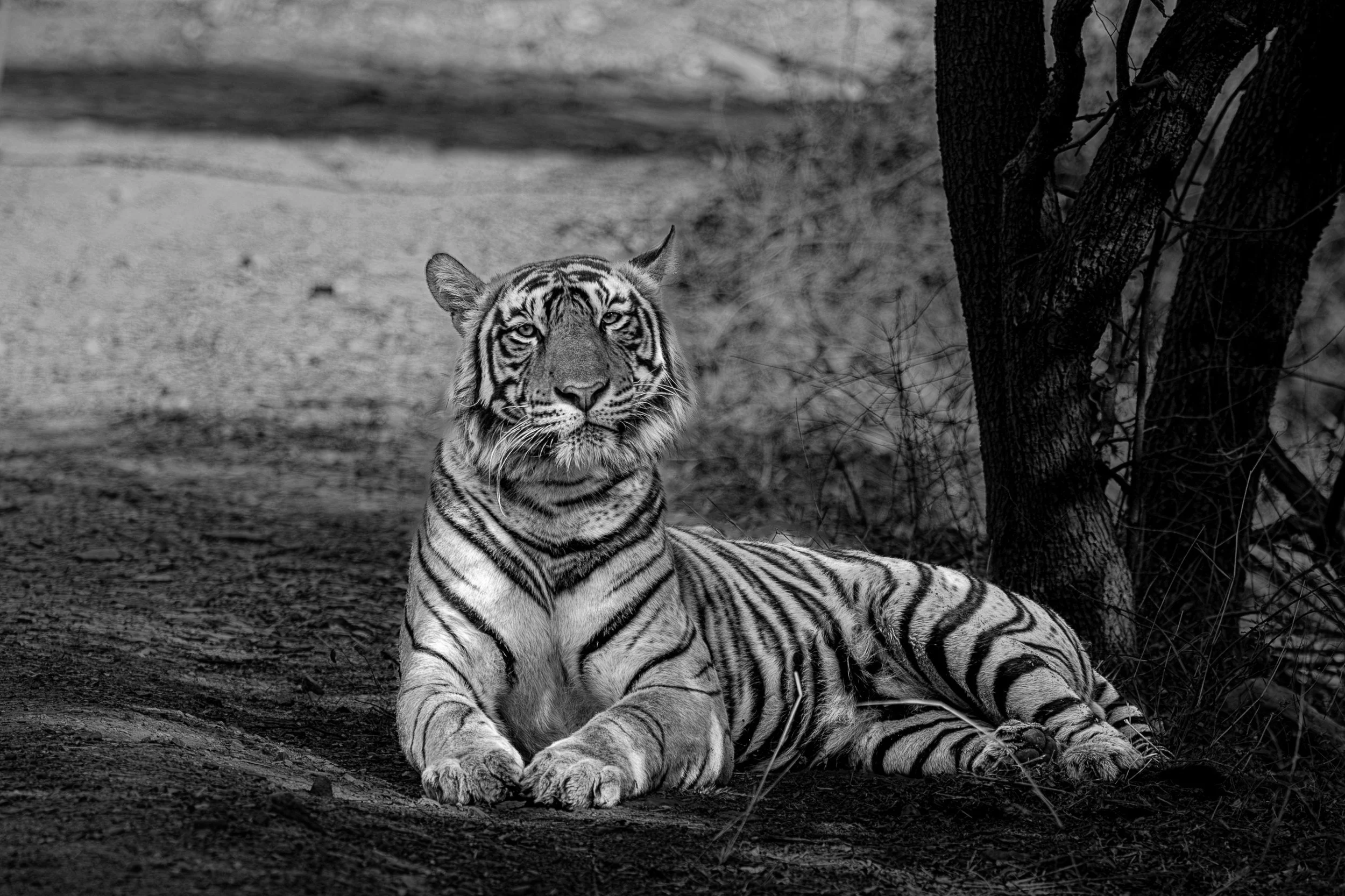 Riddhi’s sub-adult cub under a tree · April 2026 · Leica SL3-S