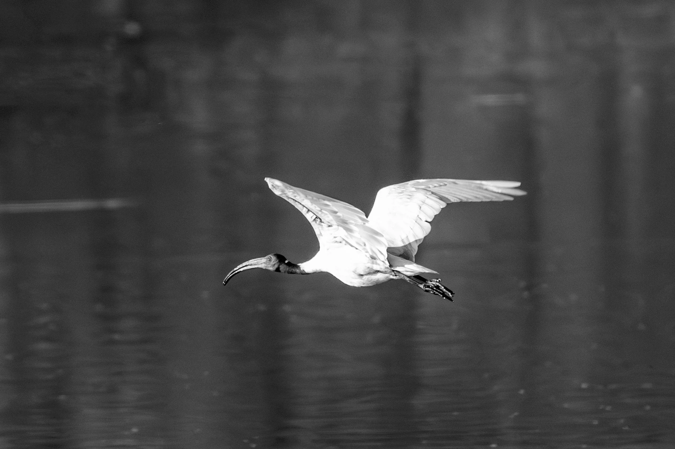 08_ibis_over_the_water.jpg