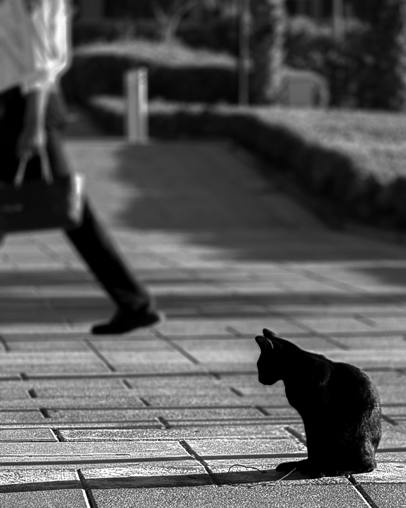 The cat and a passer-by · 8 January, 8:28 am