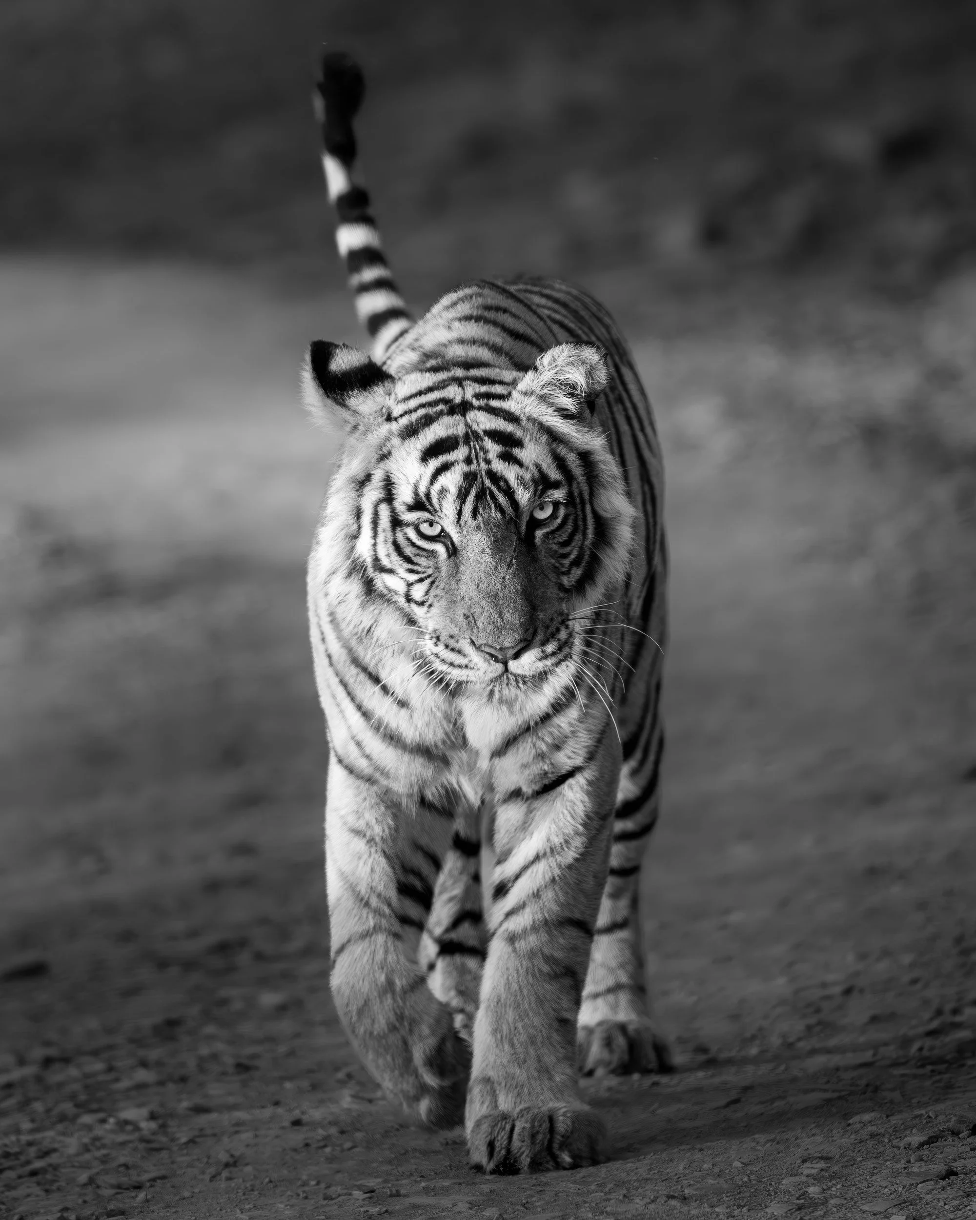 6:34 am — tail raised, walking on