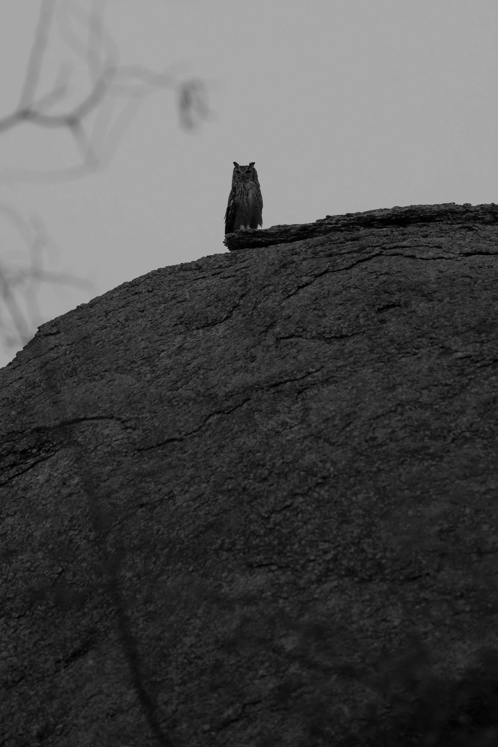 An owl on the skyline · 26 March, 6:33 pm
