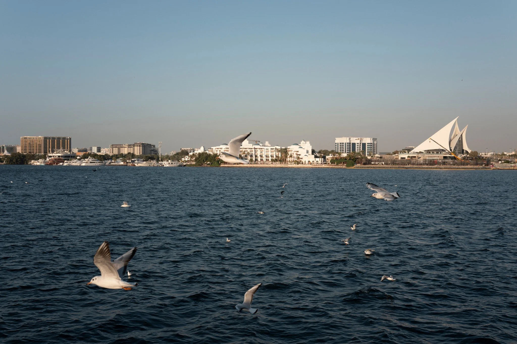 Gulls on the water · 5 January, 4:50 pm